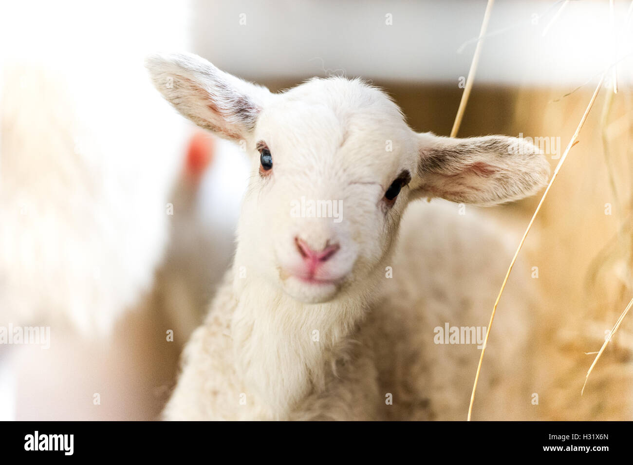 Newborn lamb on a farm in Maryland Stock Photo - Alamy