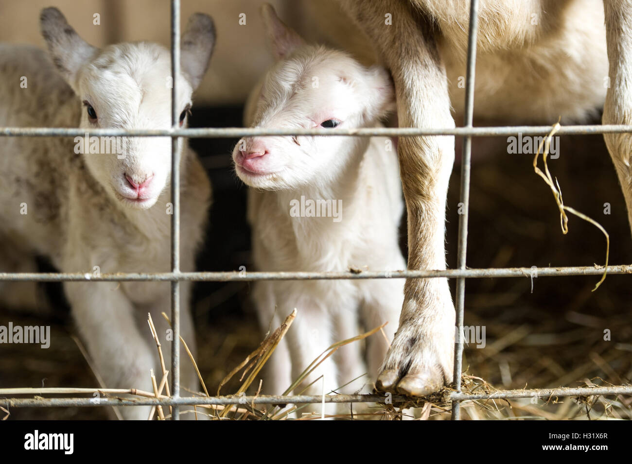 Mother sheep with newborn lambs on a farm in Maryland Stock Photo - Alamy