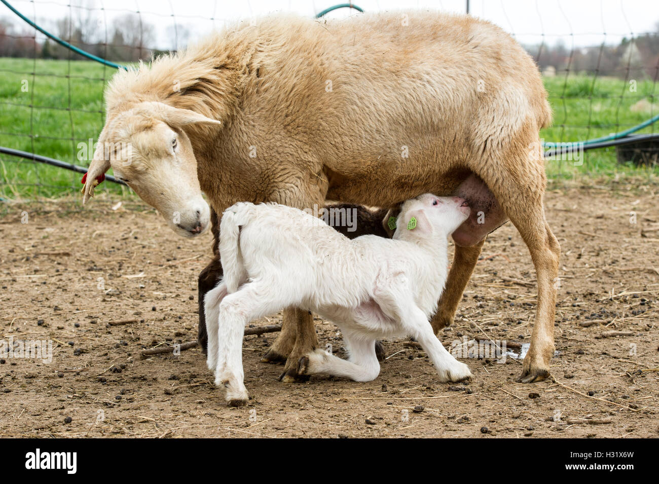 Newborn lamb nursing from its mother Stock Photo Alamy