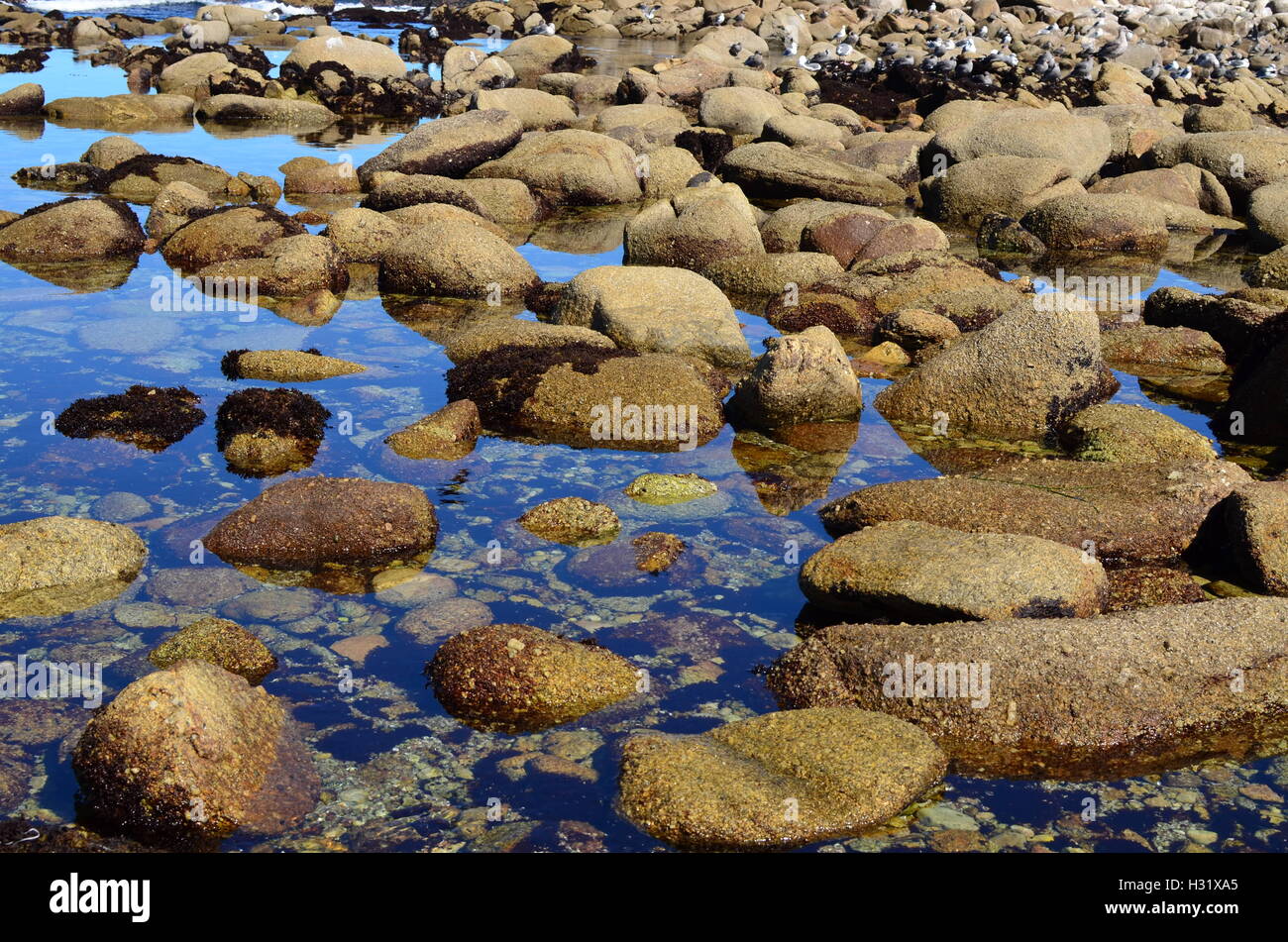 Rocks in the ocean near Pacific Grove, California Stock Photo - Alamy