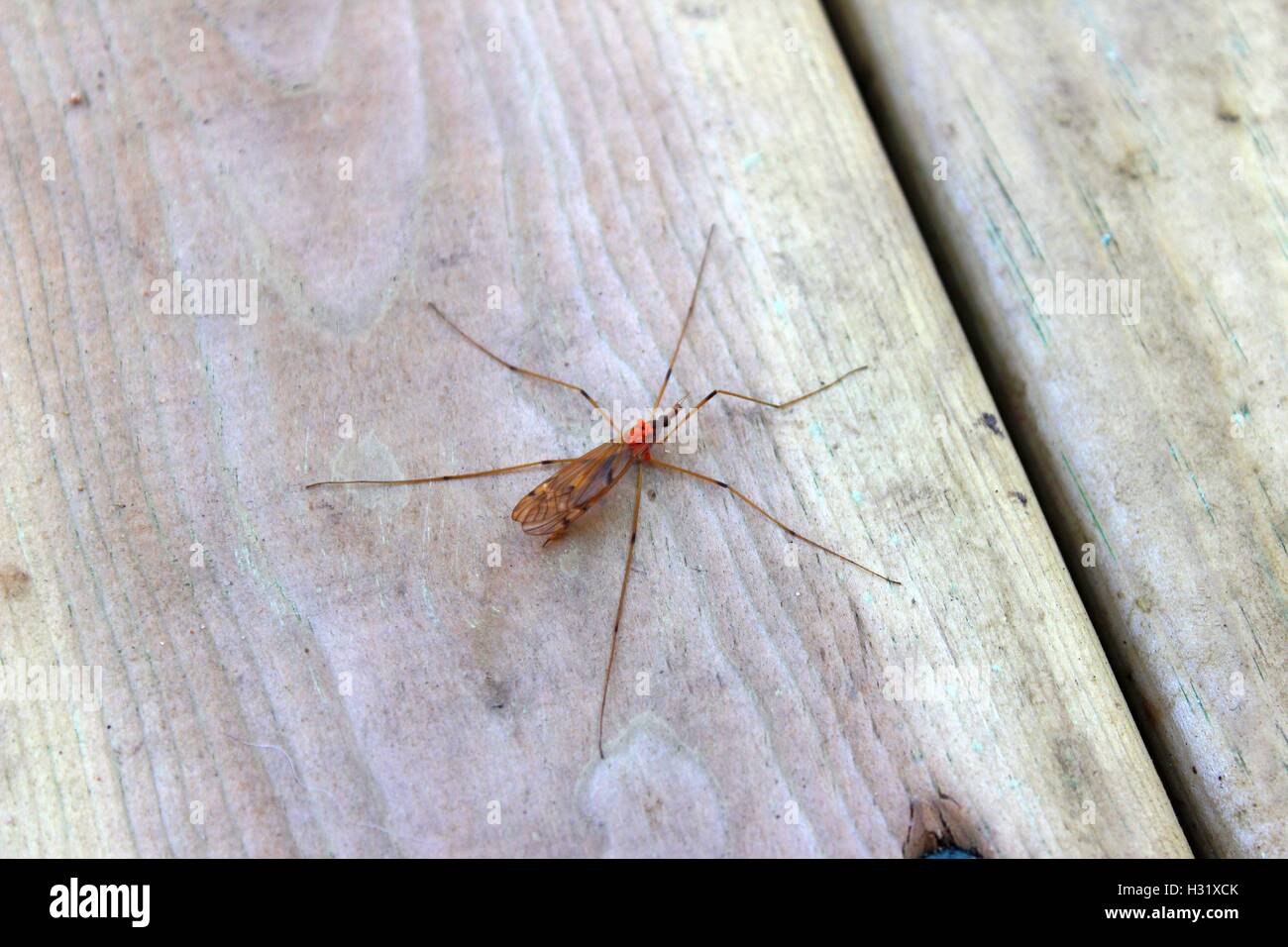 Crane Fly With Orange Eggs On Her Back Stock Photo