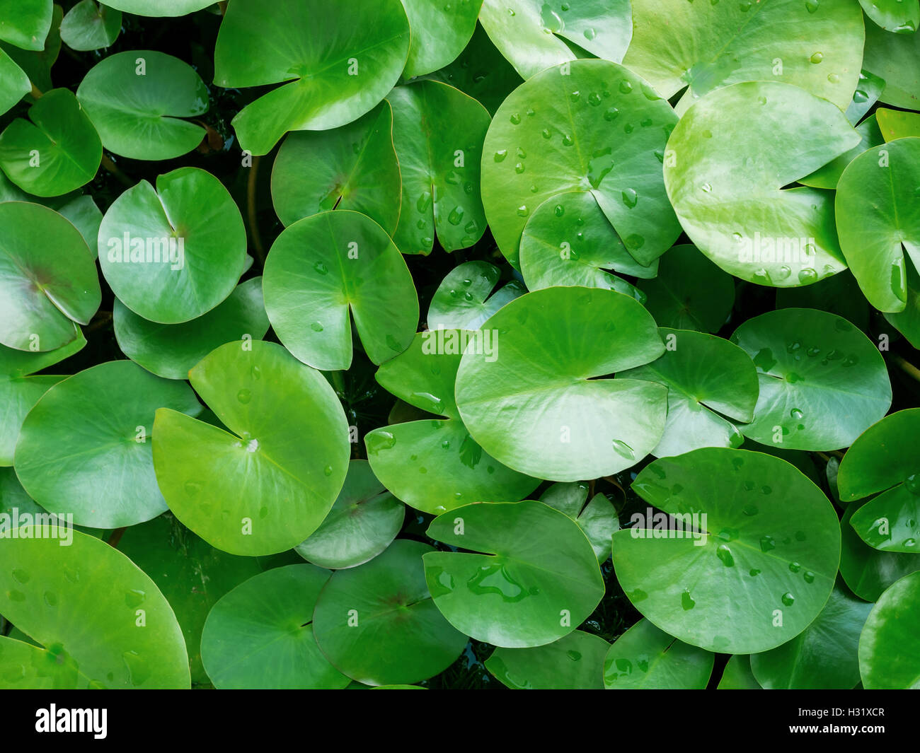 green leaf lotus plant in pond water background Stock Photo - Alamy