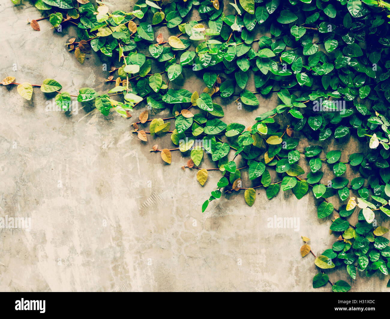 green ivy plant on cement wall background with space Stock Photo - Alamy