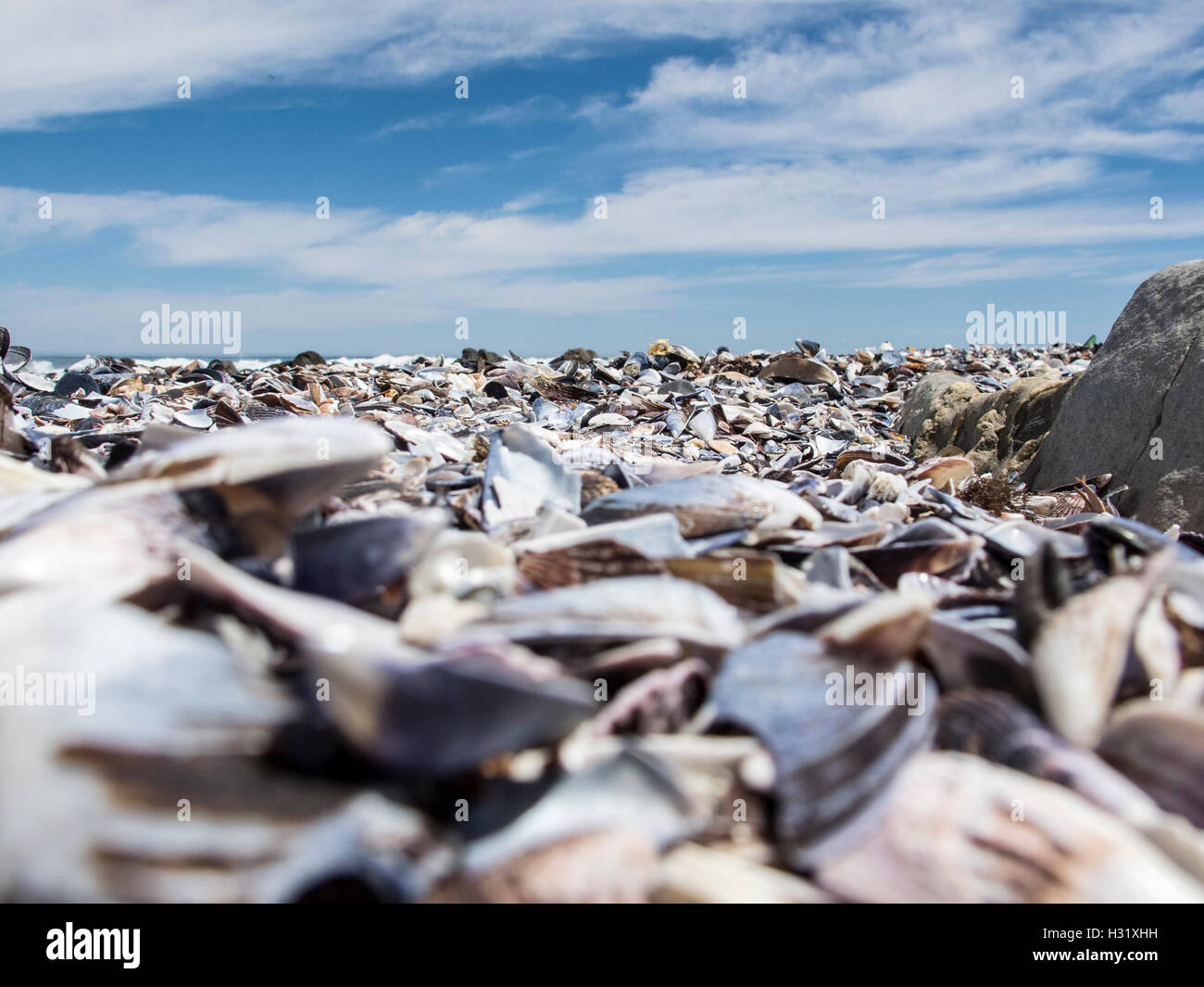 beach covered with shells in Cape Town, South Africa Stock Photo Alamy