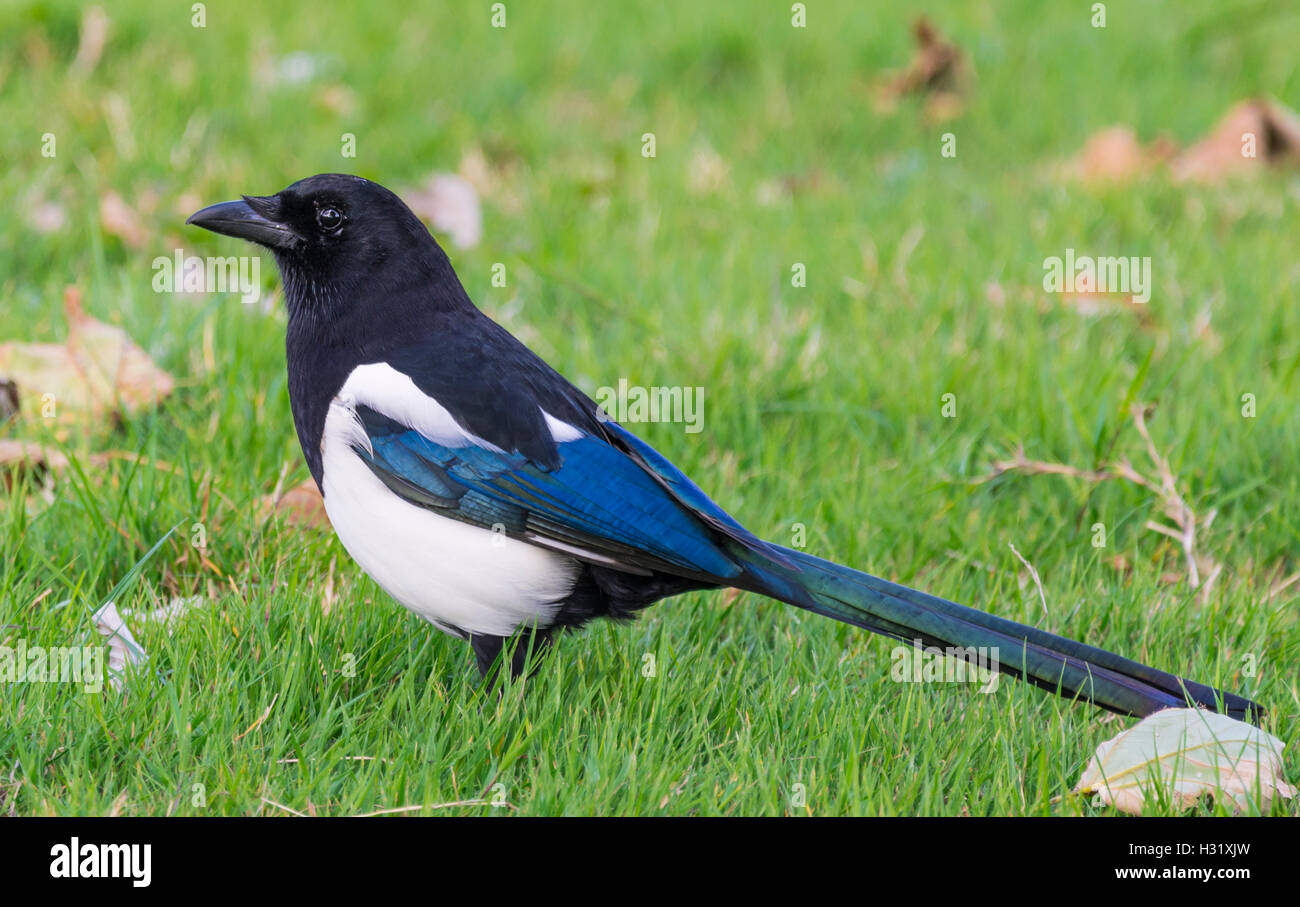 Eurasian Magpie bird (Pica pica) standing on grass in West Sussex, England, UK. Stock Photo