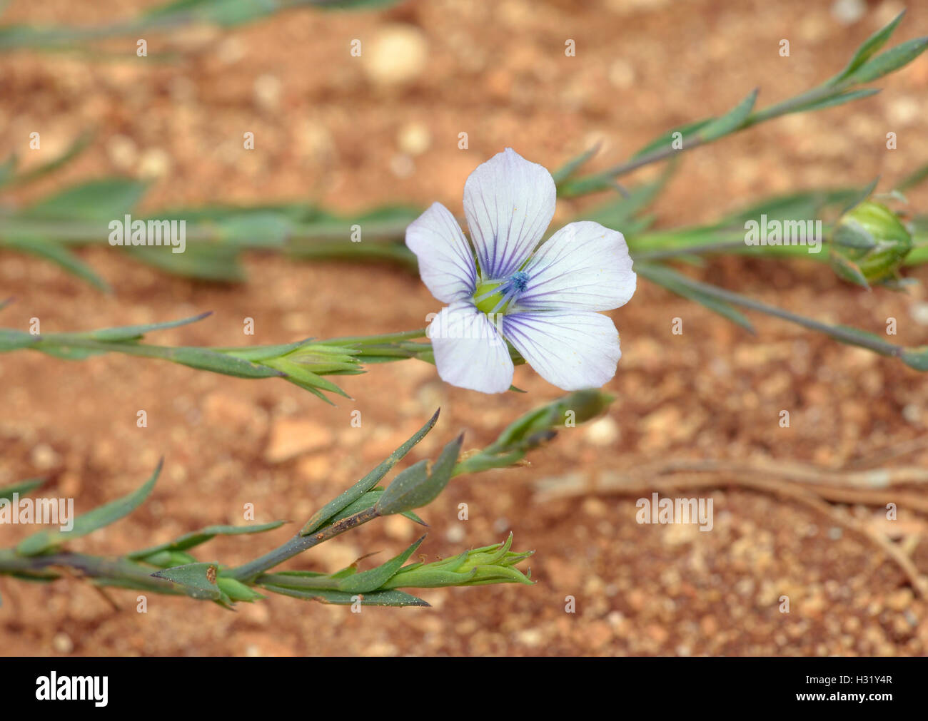 Pale Flax - Linum bienne Flower, Buds & Leaves Stock Photo