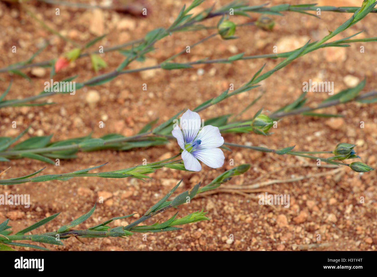 Pale Flax - Linum bienne Flower, Buds & Leaves Stock Photo