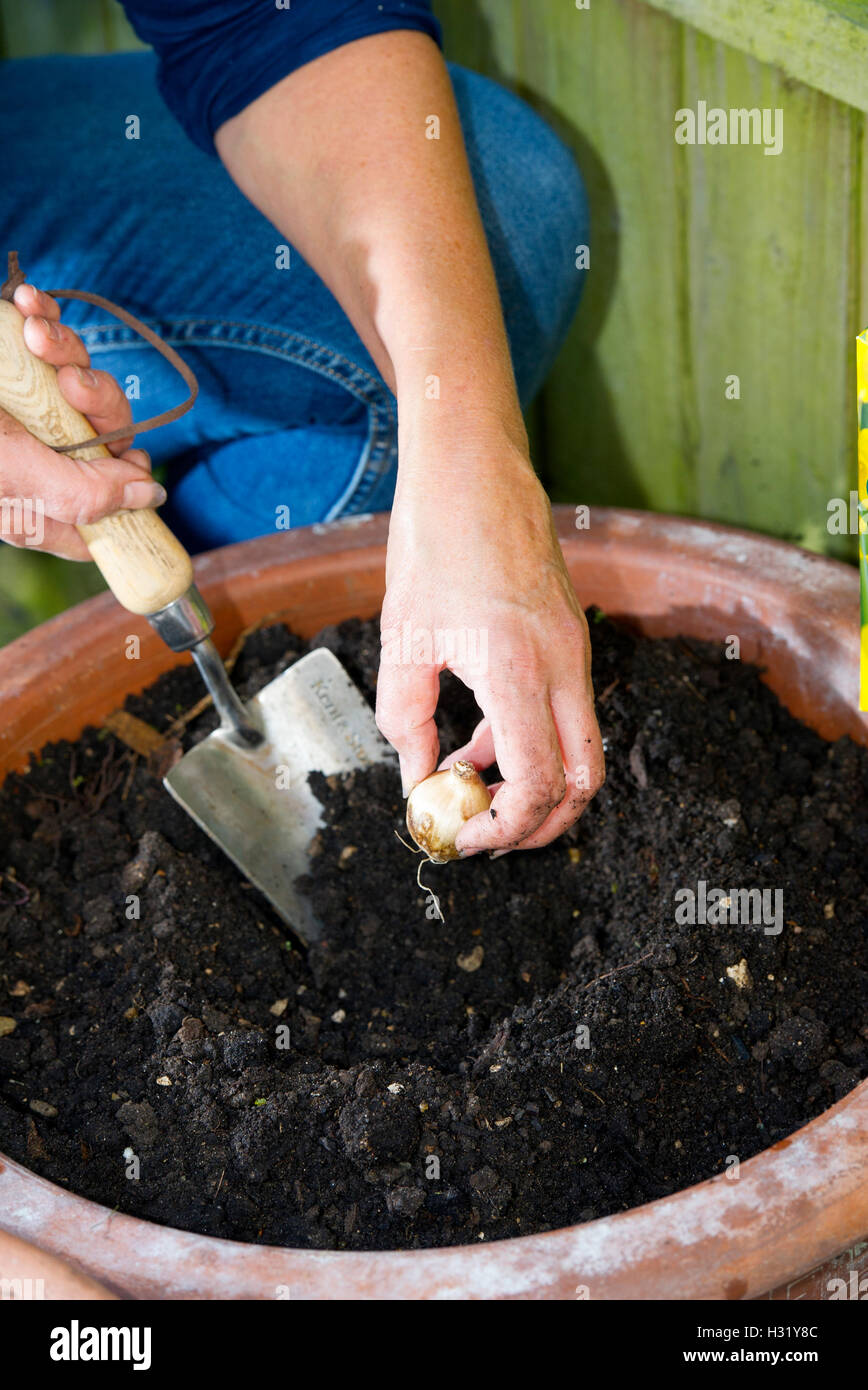 Female gardener planting daffodil bulbs in a terracotta garden pot ready for the Spring UK Stock Photo