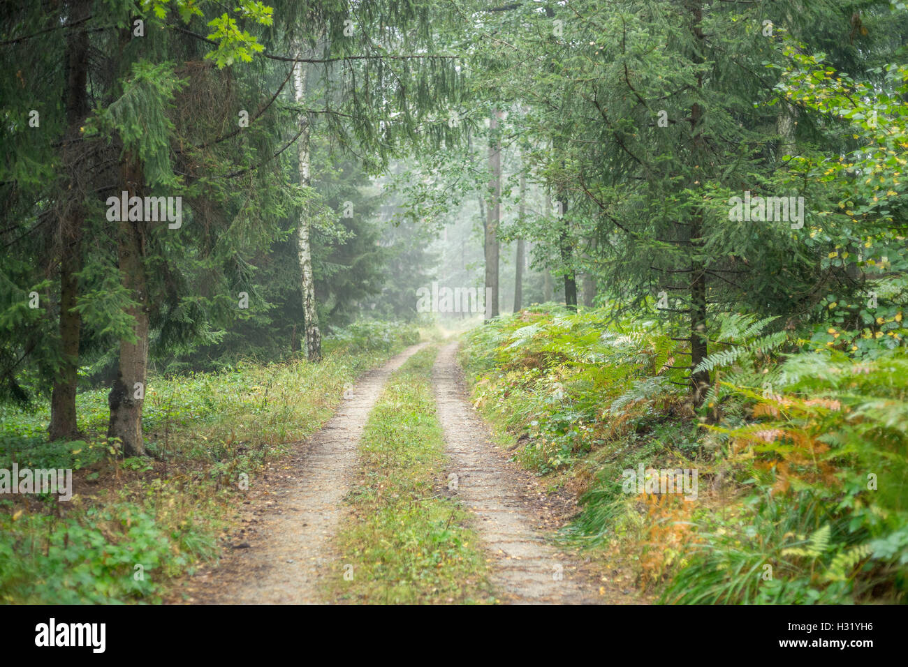 Path in the foggy rainy forest Stock Photo