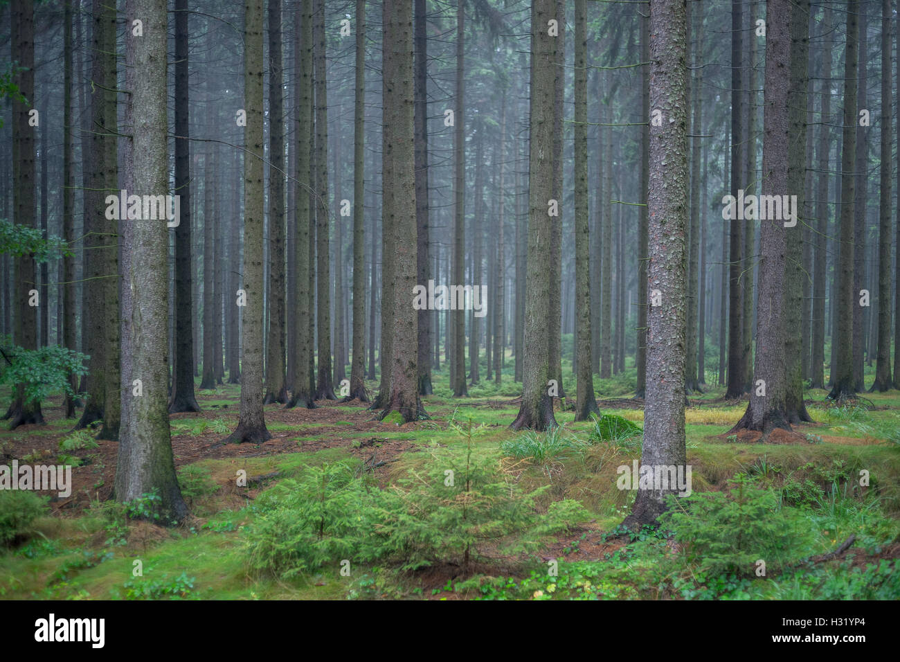 Tree forest hi-res stock photography and images - Alamy