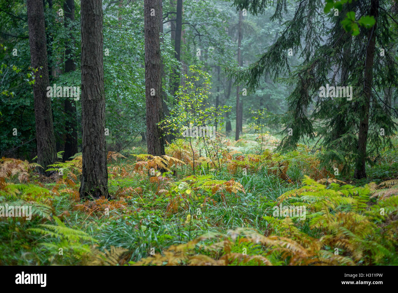 Spruce Forest Raining Spruce trees tree forest in the rain Stock Photo - Alamy