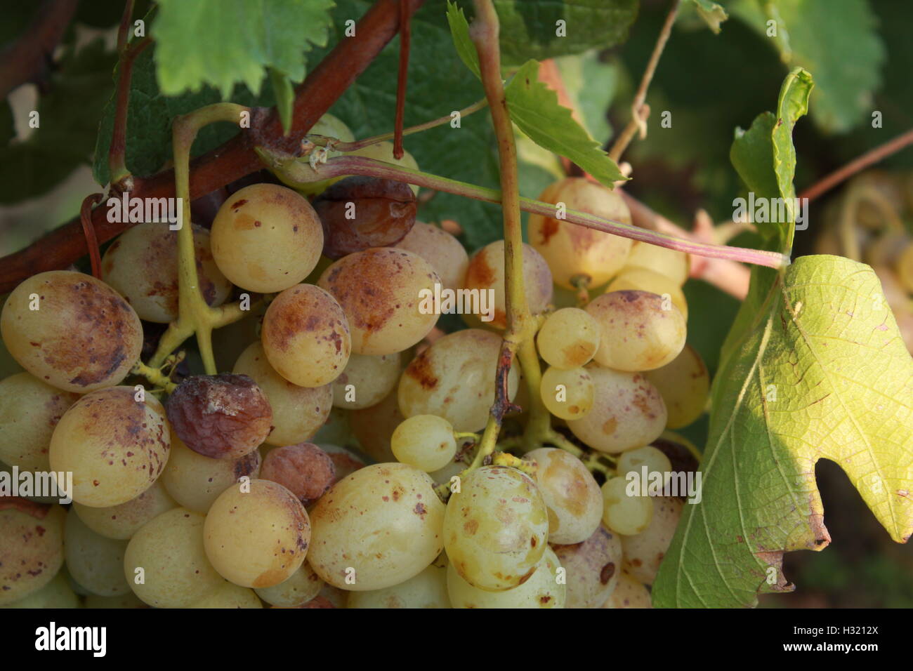 table grapes in the vineyard Stock Photo