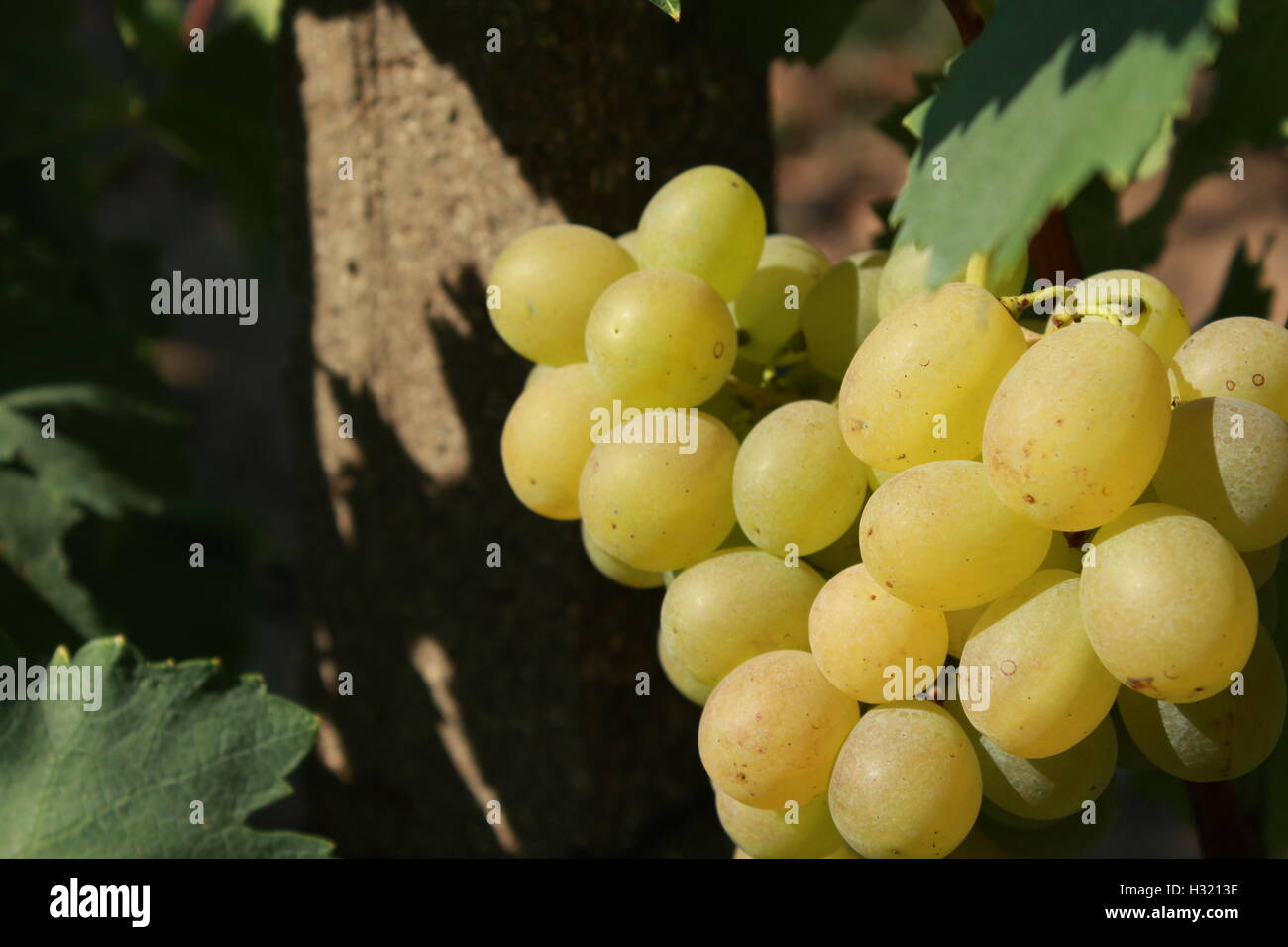 white table grapes Stock Photo Alamy