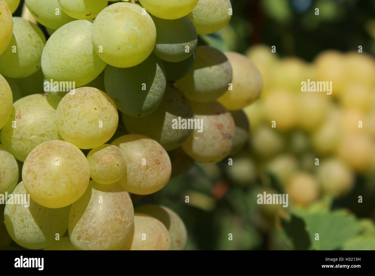 white grapes Stock Photo Alamy