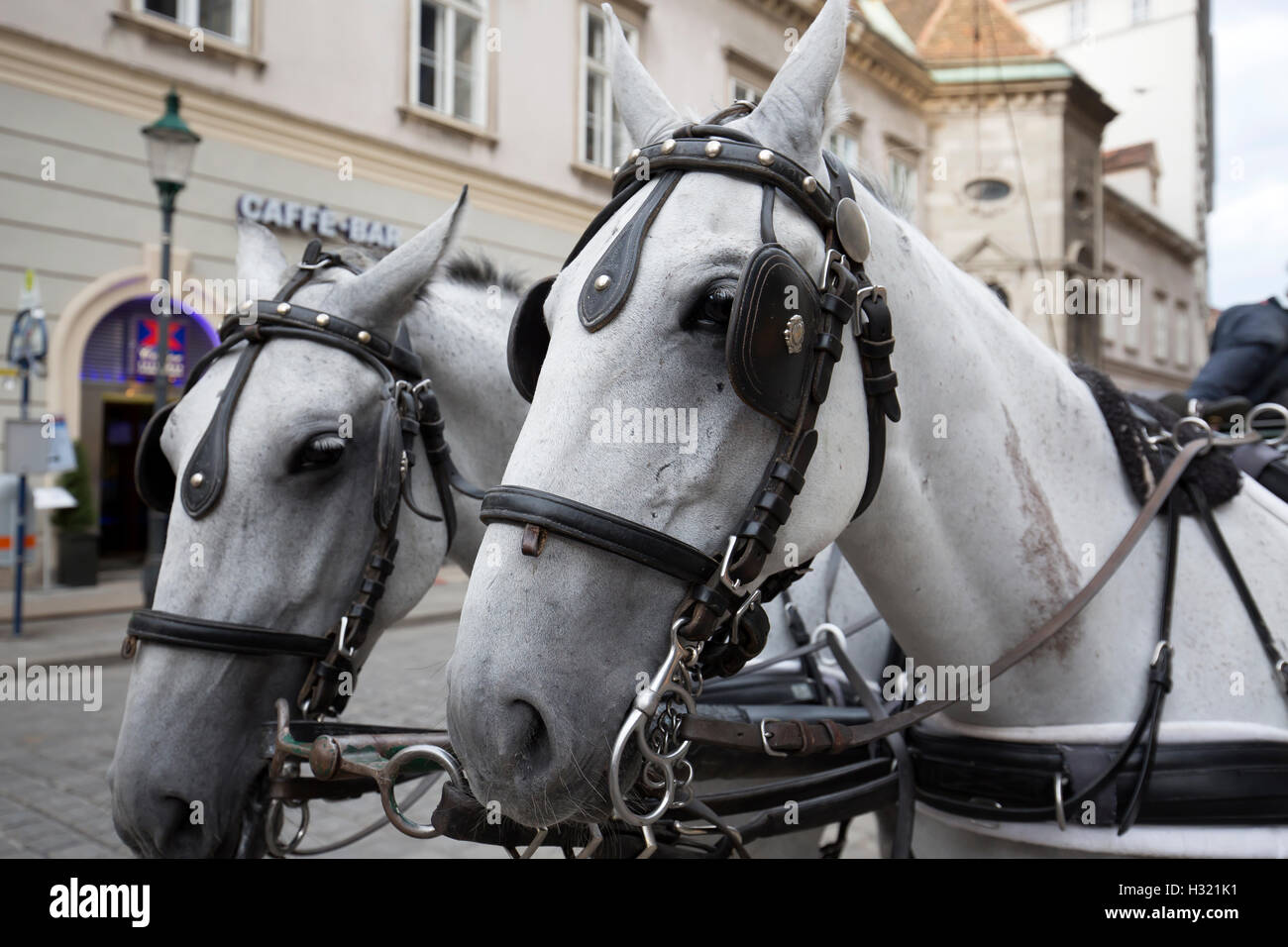 White horses attached to carriage take tourists on a tour of the city