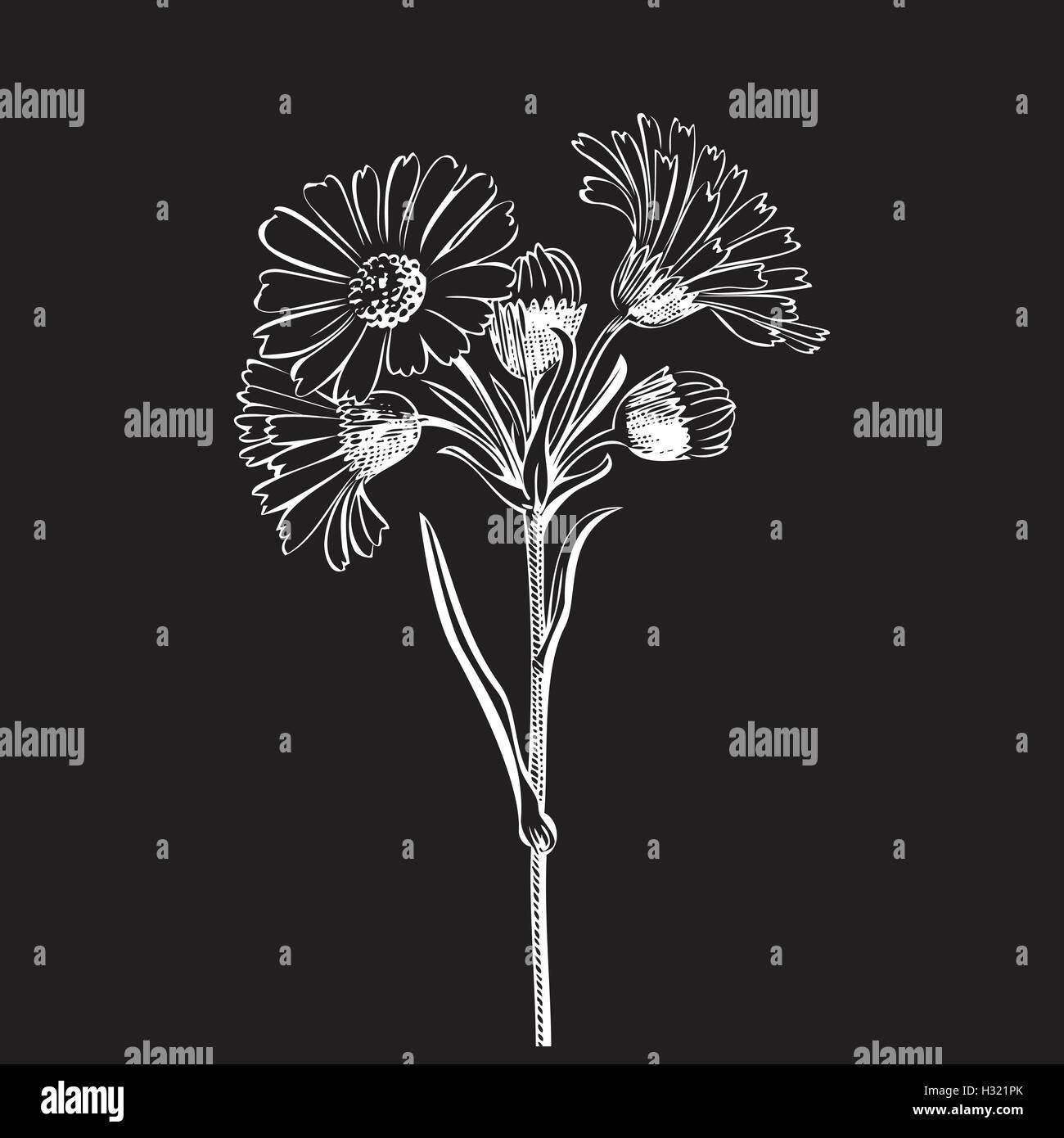 Hand drawn bouquet of daisy flowers isolated on black background, black ...