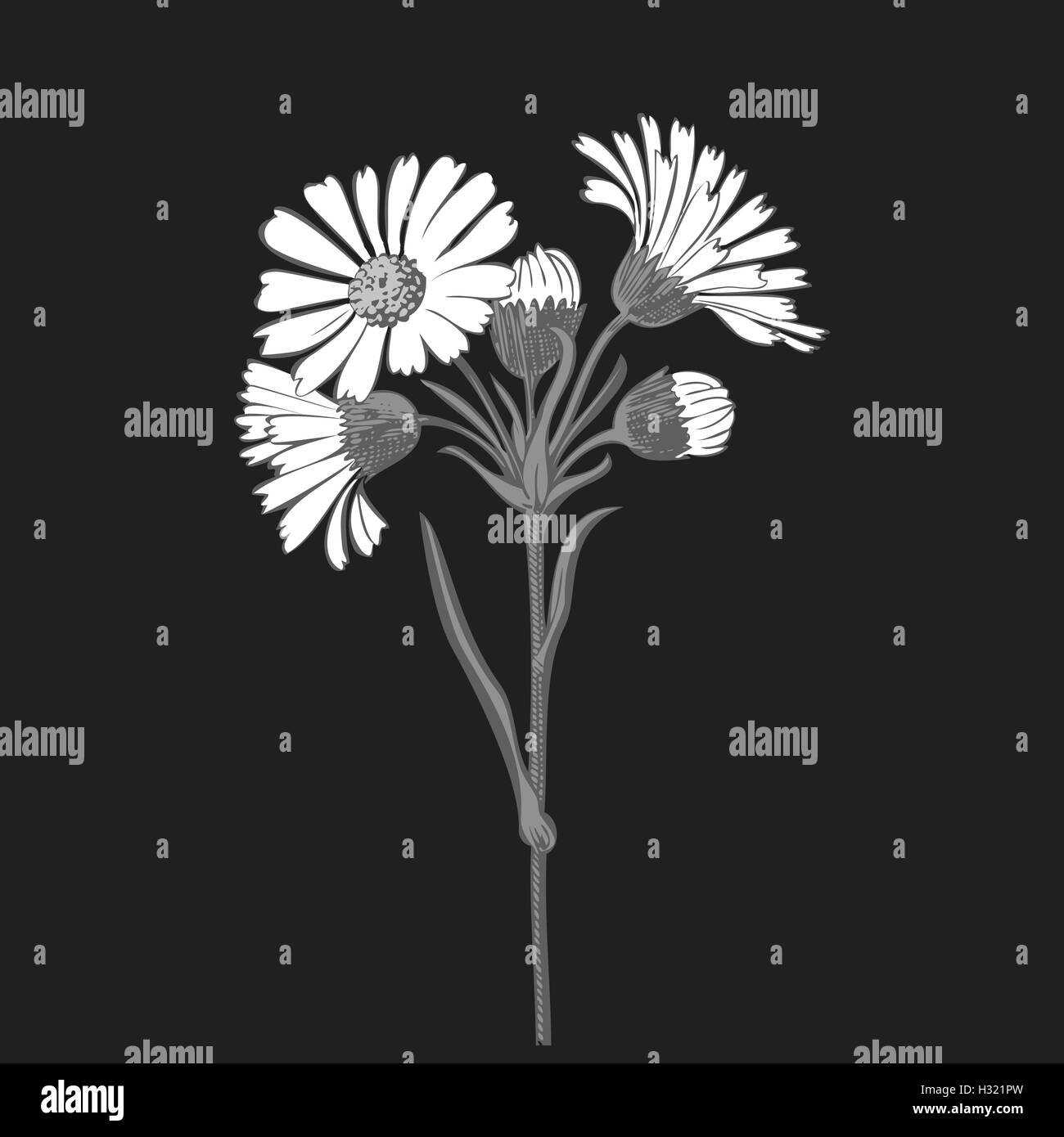 Hand drawn bouquet of daisy flowers isolated on black background, black ...