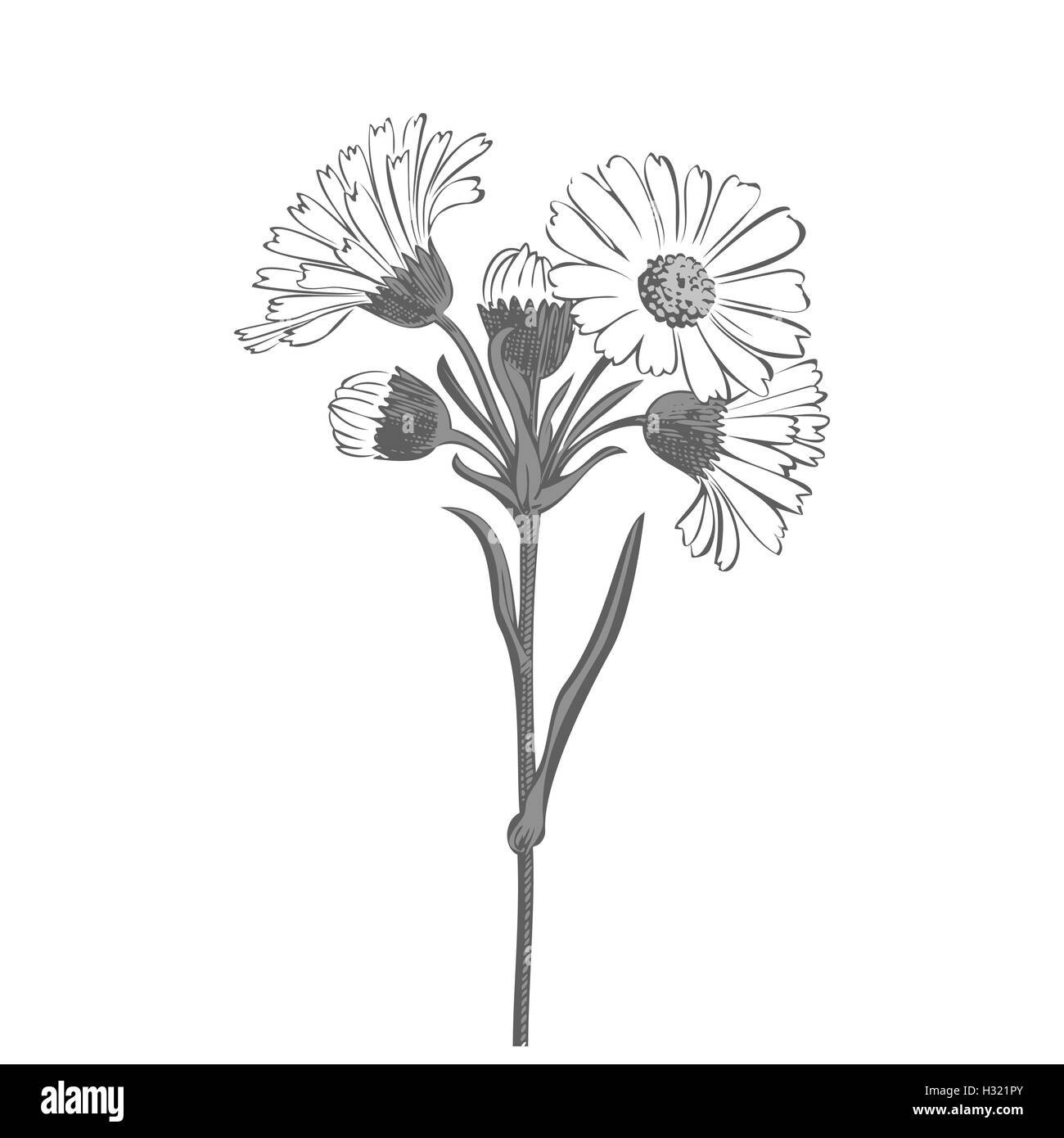 Hand drawn bouquet of daisy flowers isolated on white background, black