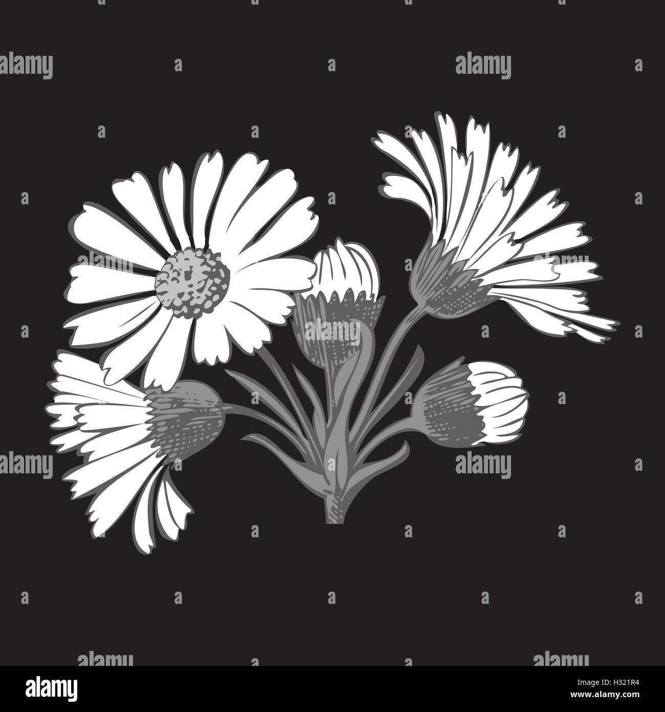 Hand drawn bouquet of daisy flowers isolated on black background, black ...