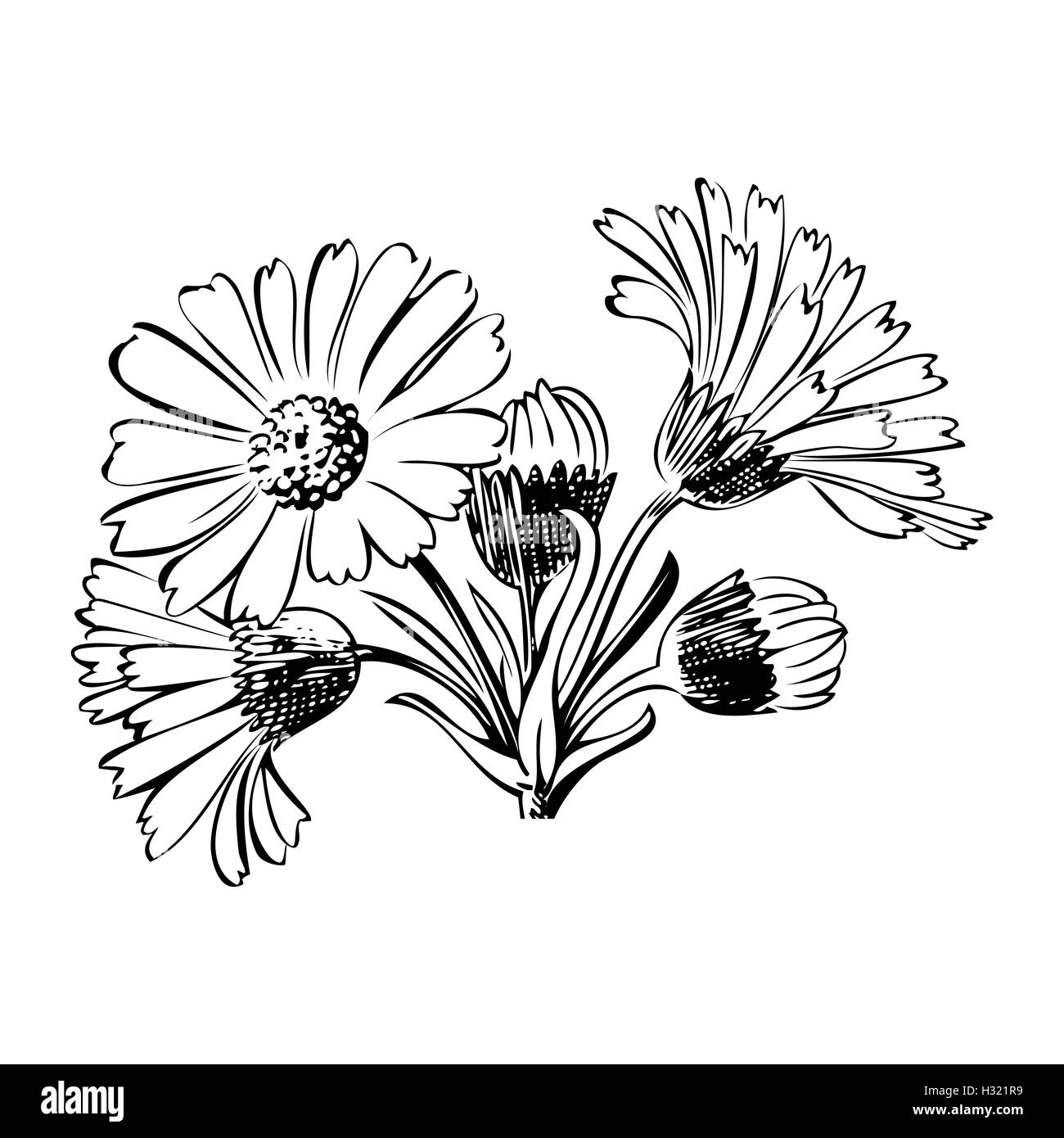 Hand drawn bouquet of daisy flowers isolated on white background, black and white colors. Vector