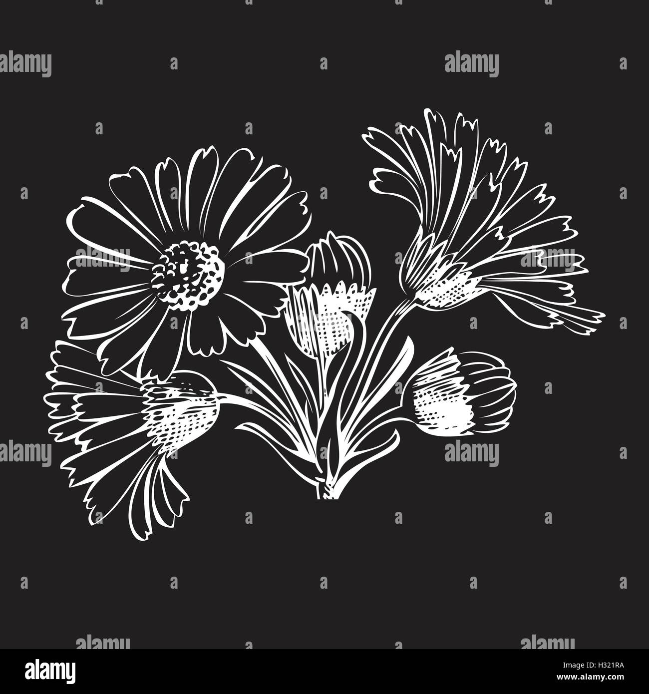 Hand drawn bouquet of daisy flowers isolated on black background, black ...