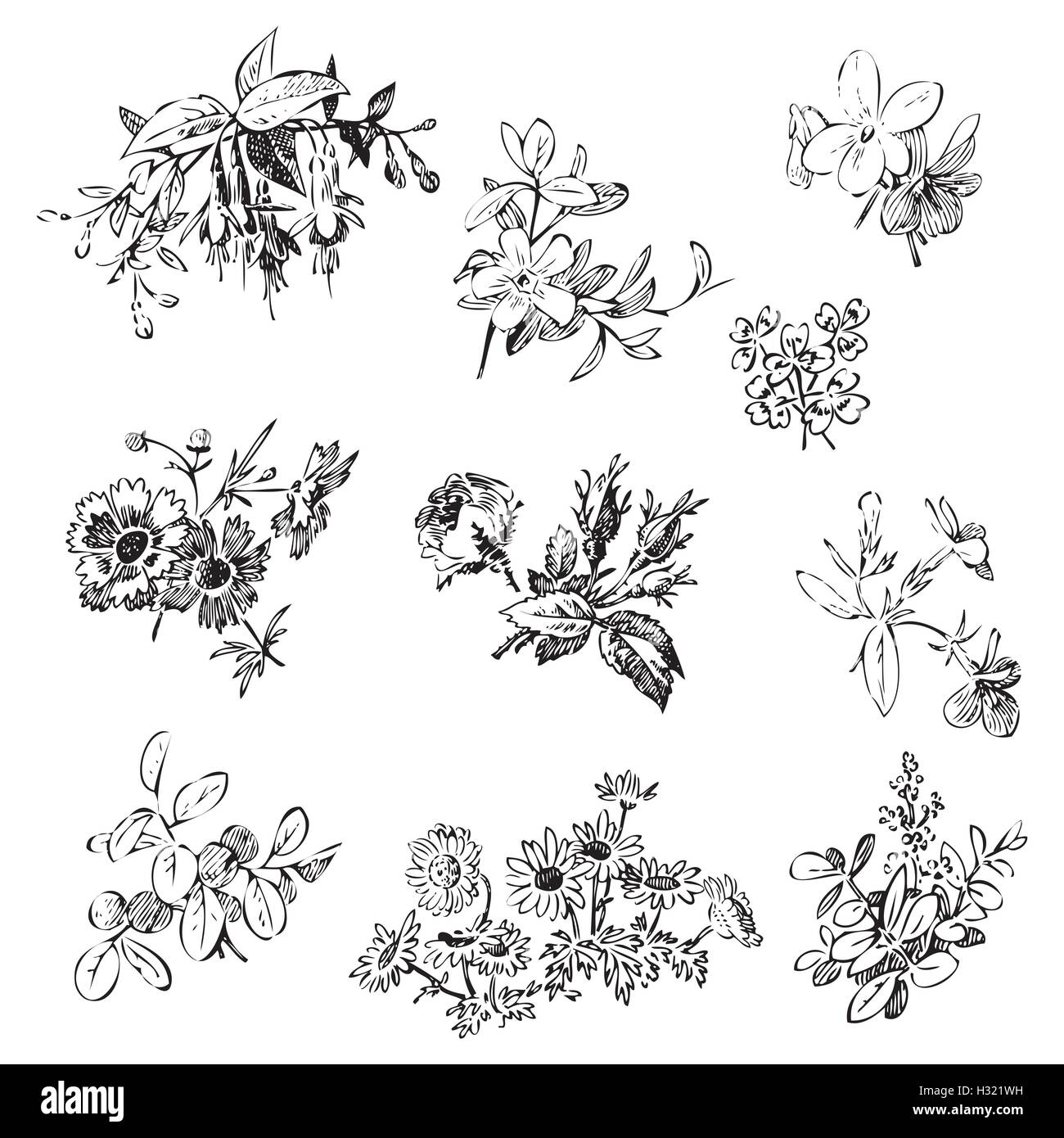 Meadow flower and leaf set vector isolated on white, floral doodle ...