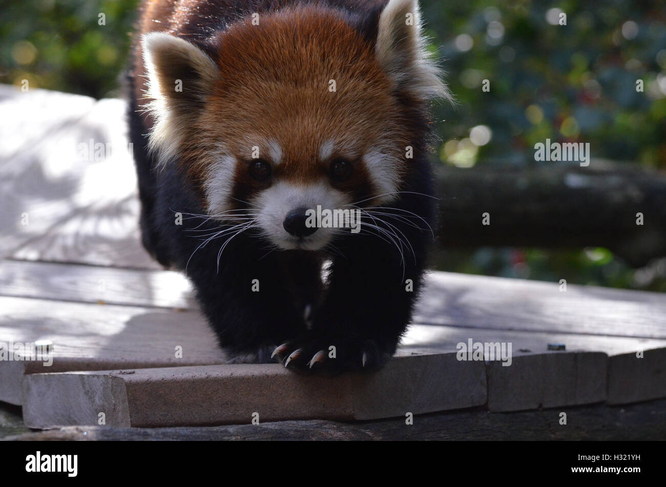 Red panda bear with long claws on his paws. Stock Photo