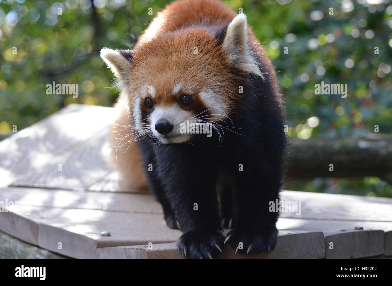 climbing red bear cat