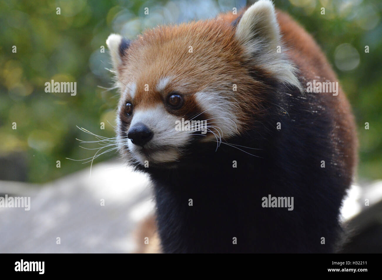 Cute Red Panda Stock Photos & Cute Red Panda Stock Images - Alamy