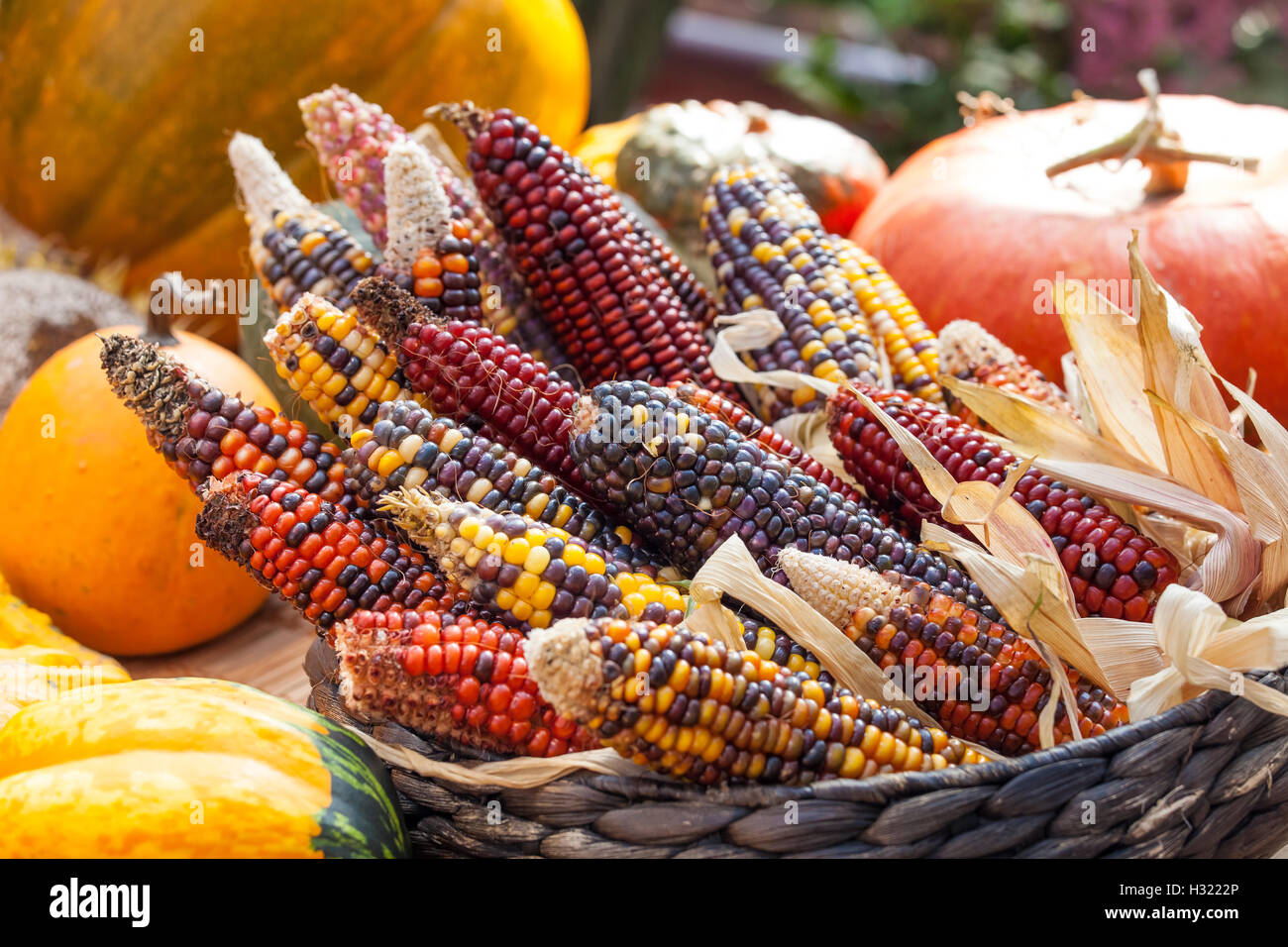 Fresh multicolored corn vegetable Stock Photo