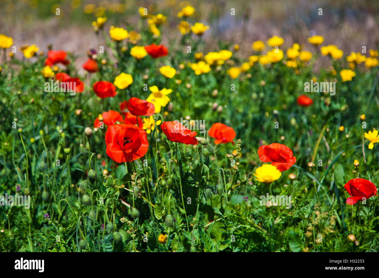 Field of blooming poppies Stock Photo Alamy