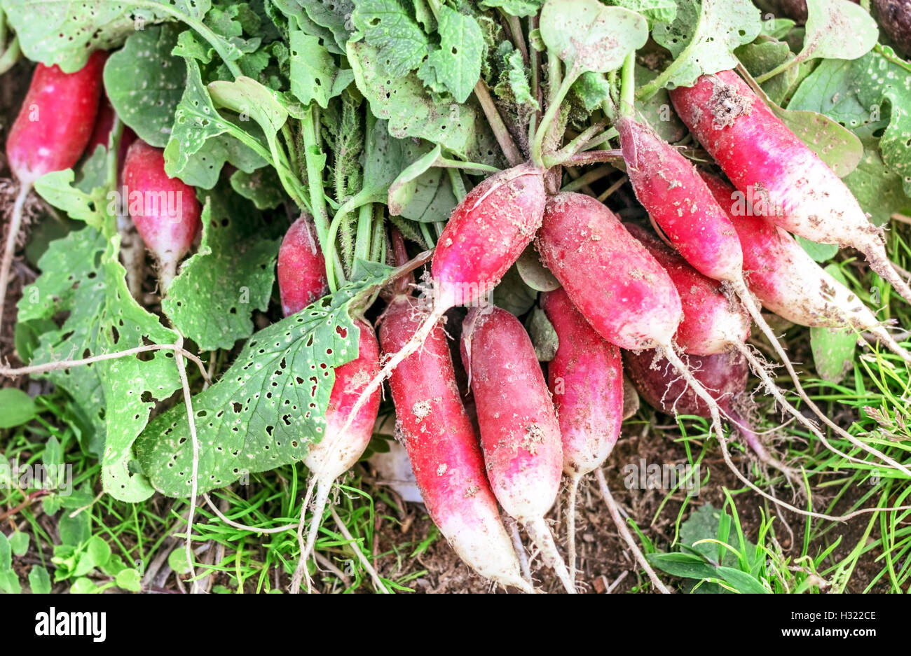 Radishes Ripe Harvest red ripe radishes from summer garden Stock Photo - Alamy