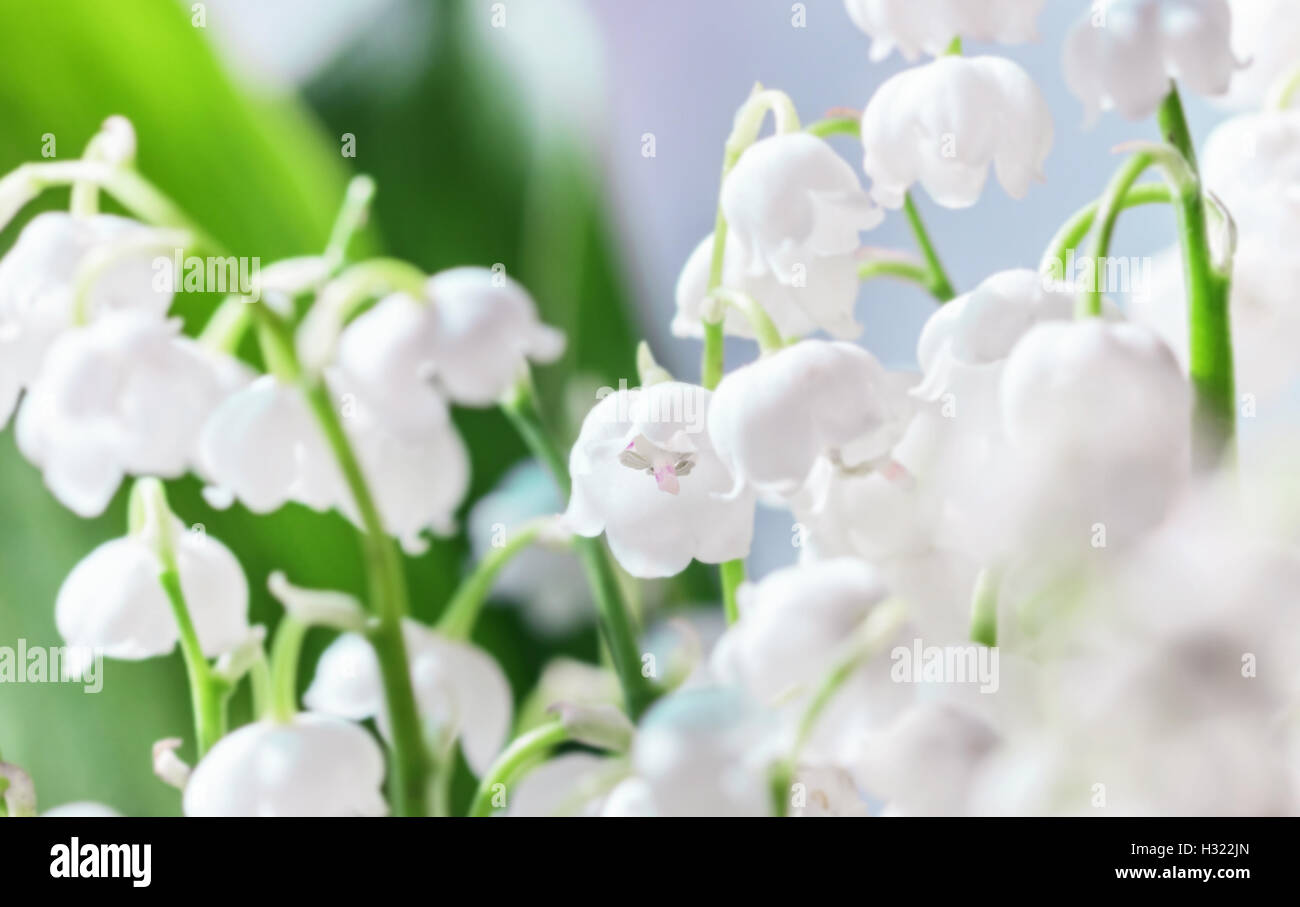 Nice white spring delicate Lily of the valley closeup Stock Photo - Alamy