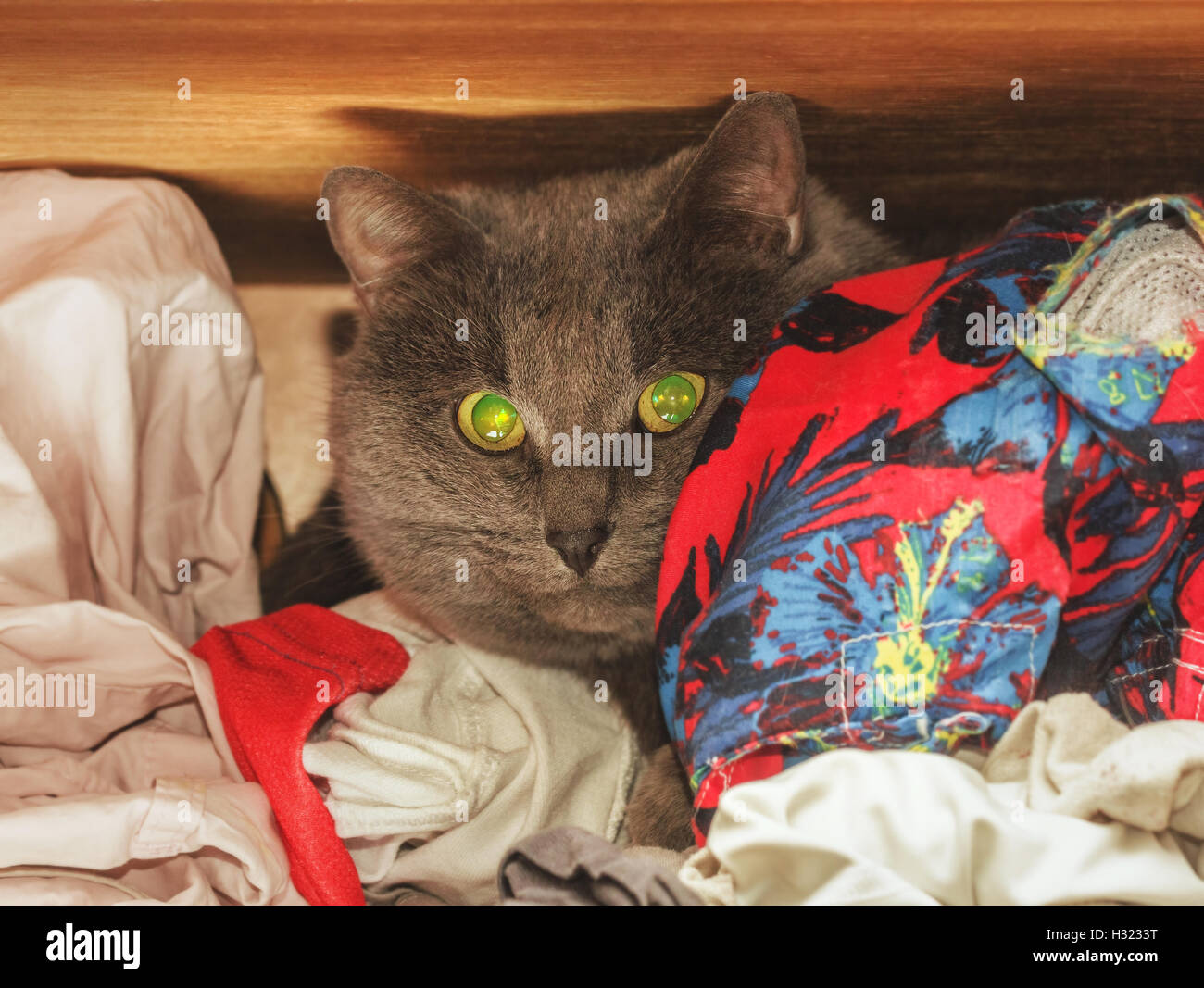 Nice adult gray cat hid in wardrobe among clothes Stock Photo - Alamy