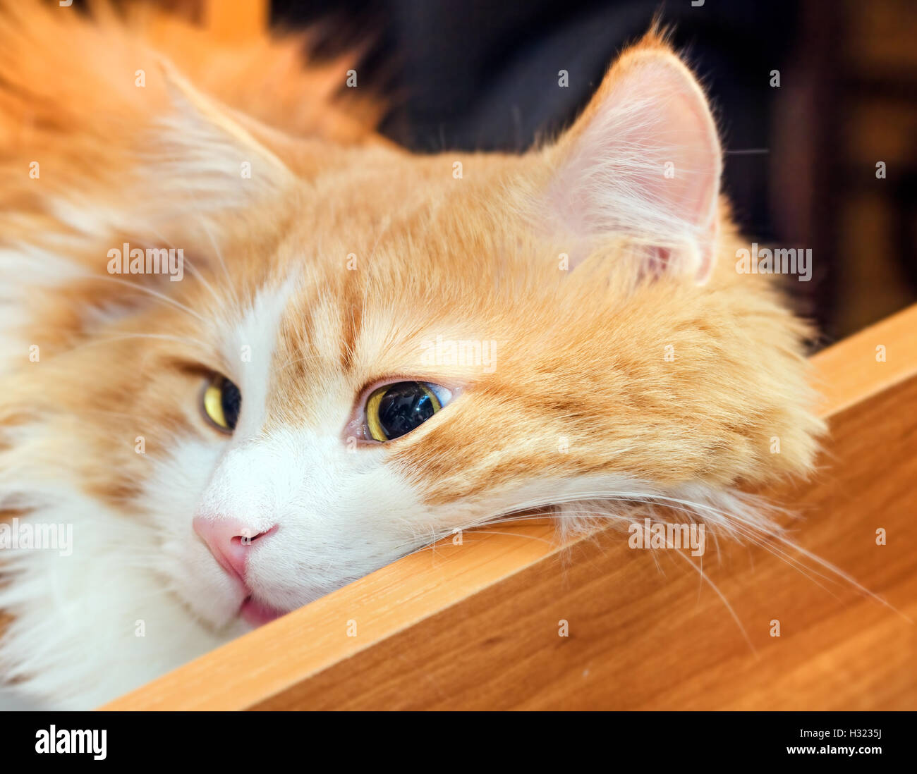 Nice adult red cat in orange wooden table drawer Stock Photo
