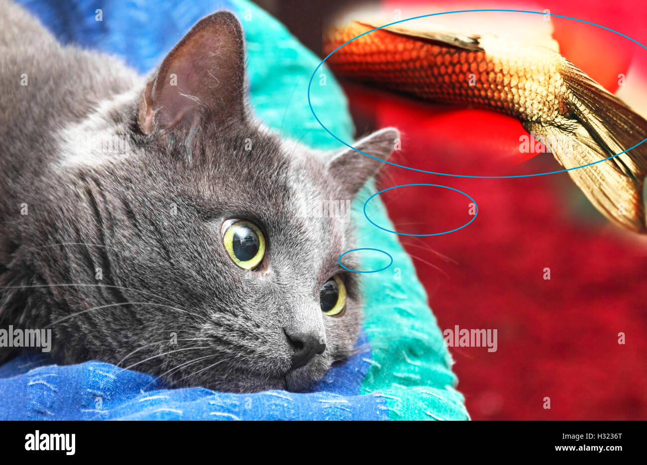 Cat fish hires stock photography and images Alamy