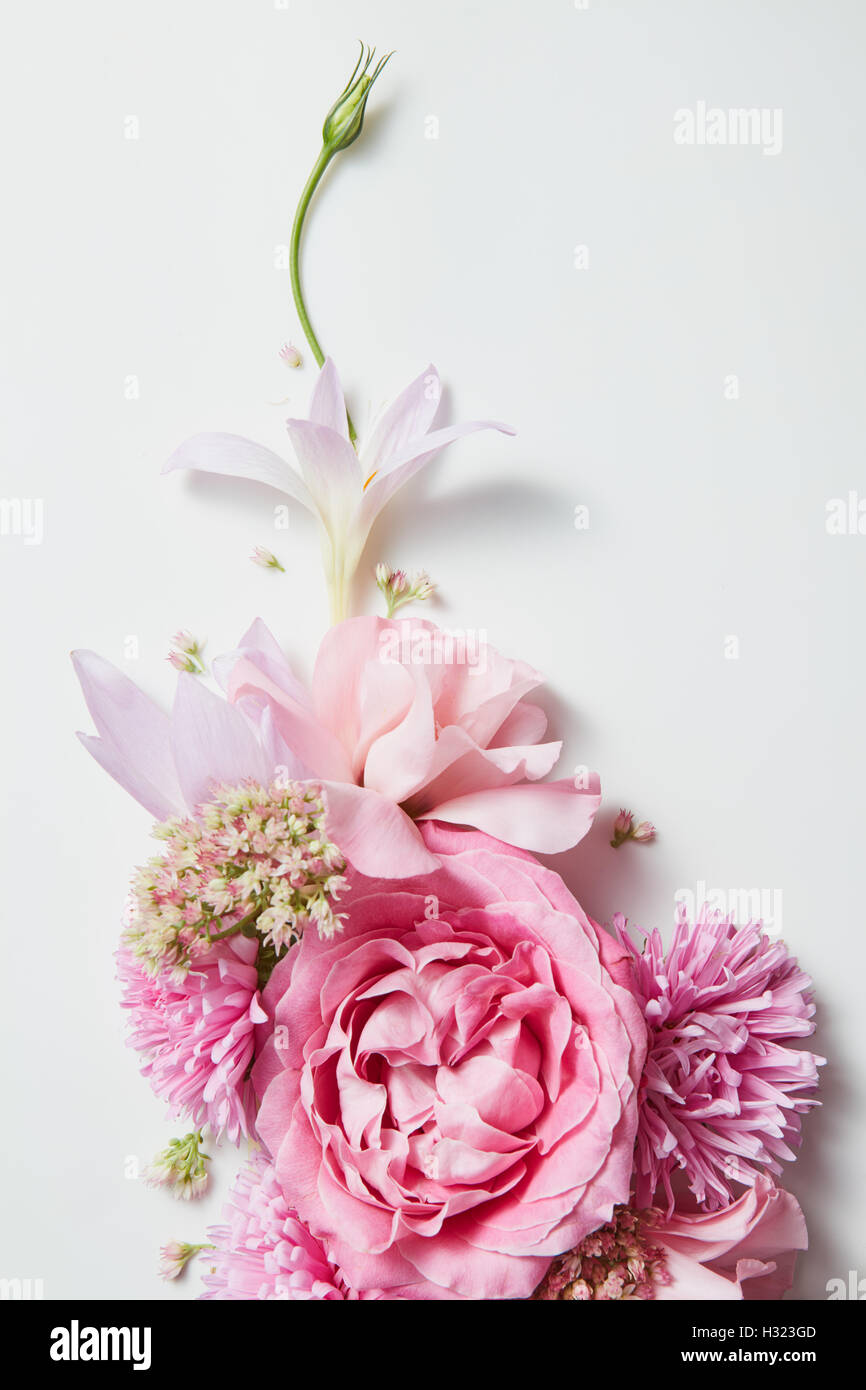 Bouquet of pink roses on white background Stock Photo - Alamy
