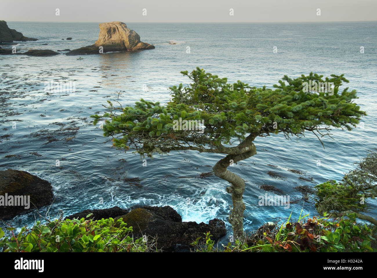 Sea stack and gnarled tree, Cape Flattery, NW tip of 48 states, Olympic Peninsula, Washington Stock Photo