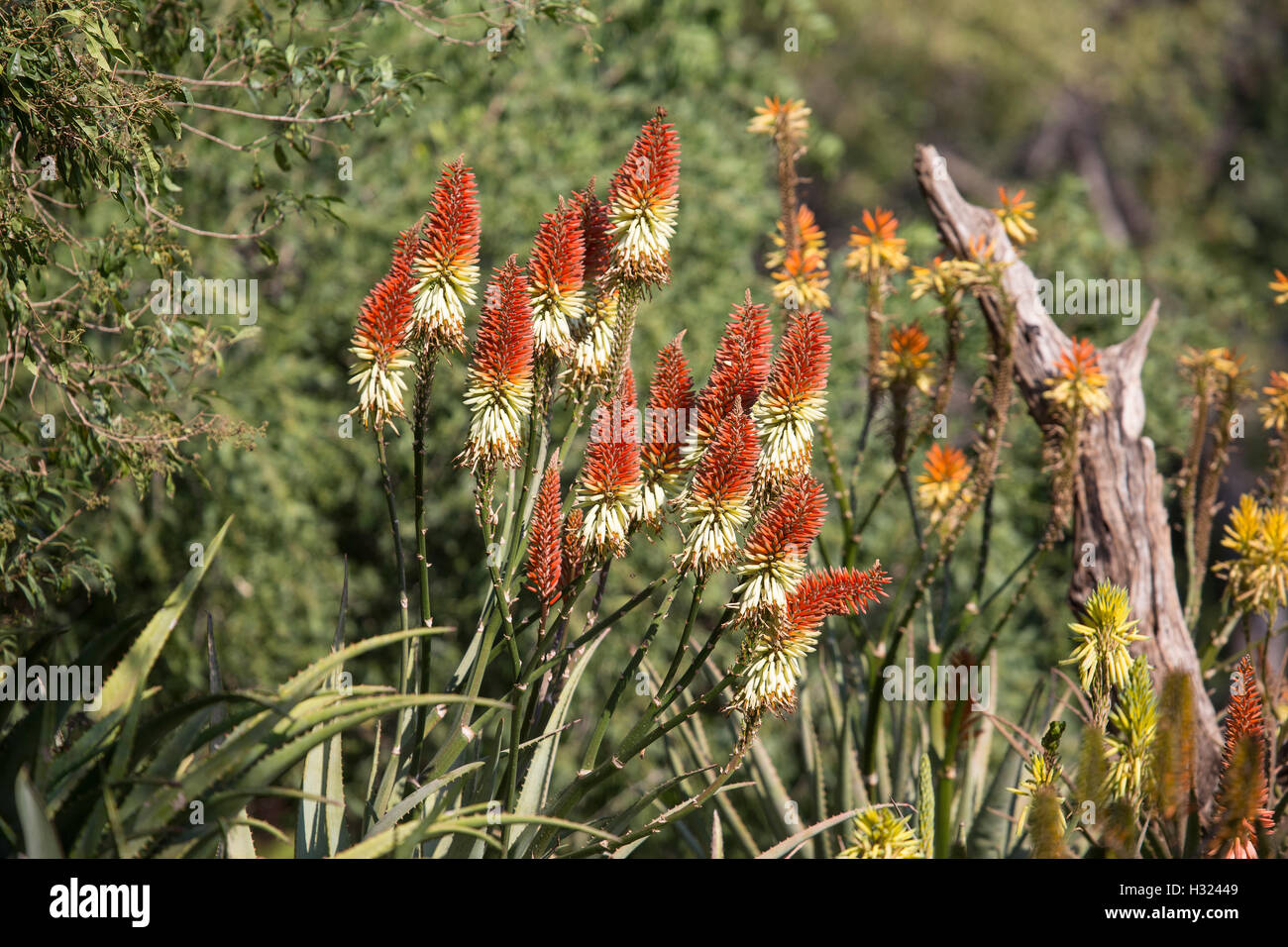 A collection of Aloe plants flowering in South Africa where clusters of yellow, orange or red tubular flowers, angle downwards Stock Photo