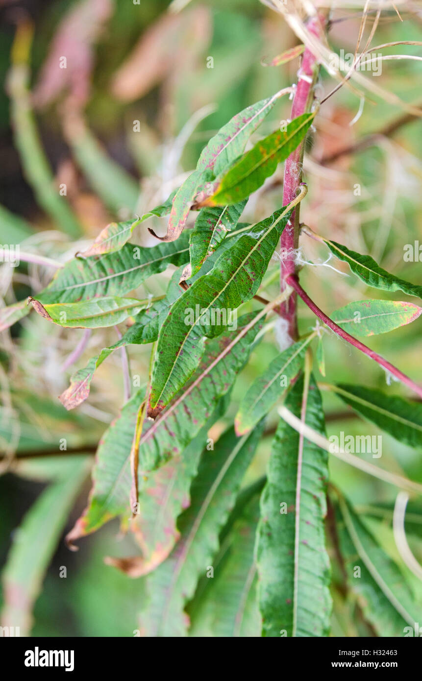 Stem and leaves of fireweed (Chamerion angustifolium) on Little Cranberry Island, Maine. Stock Photo