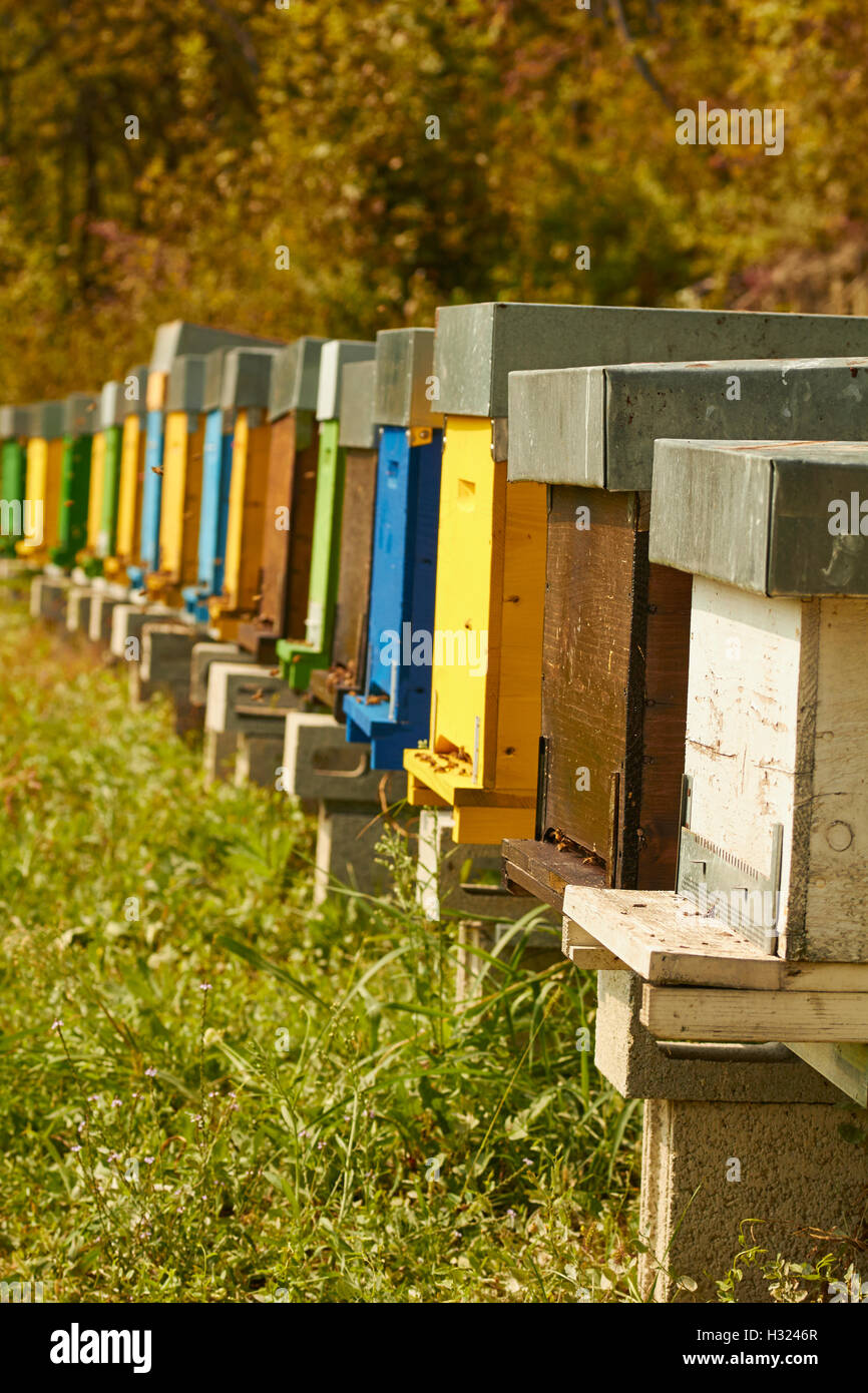 Beehives, Piemonte, Italy Stock Photo