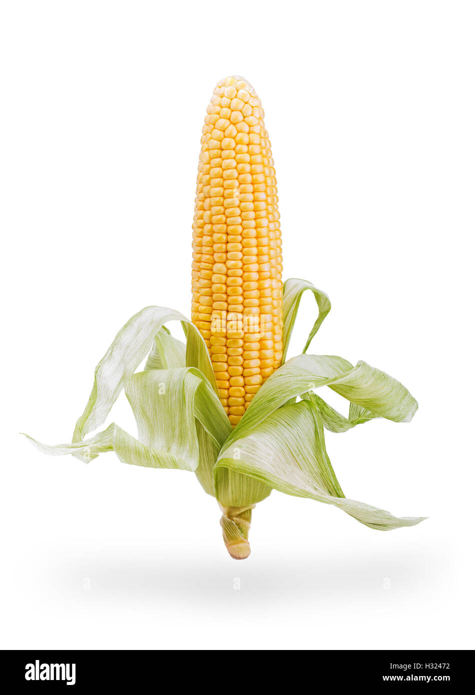 Ear of corn isolated on white Stock Photo