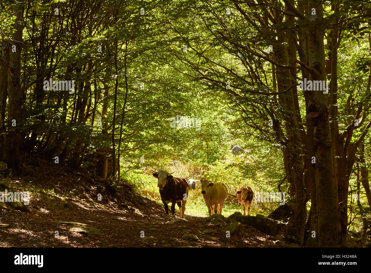Cows on an Italian Alpine trail, Cuneo, Piedmont, Italy Stock Photo