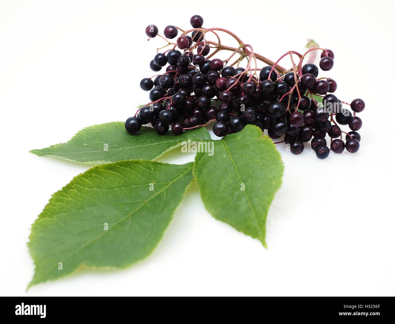 Save Download Preview Sambucus nigra - Elderberry on the white background Stock Photo