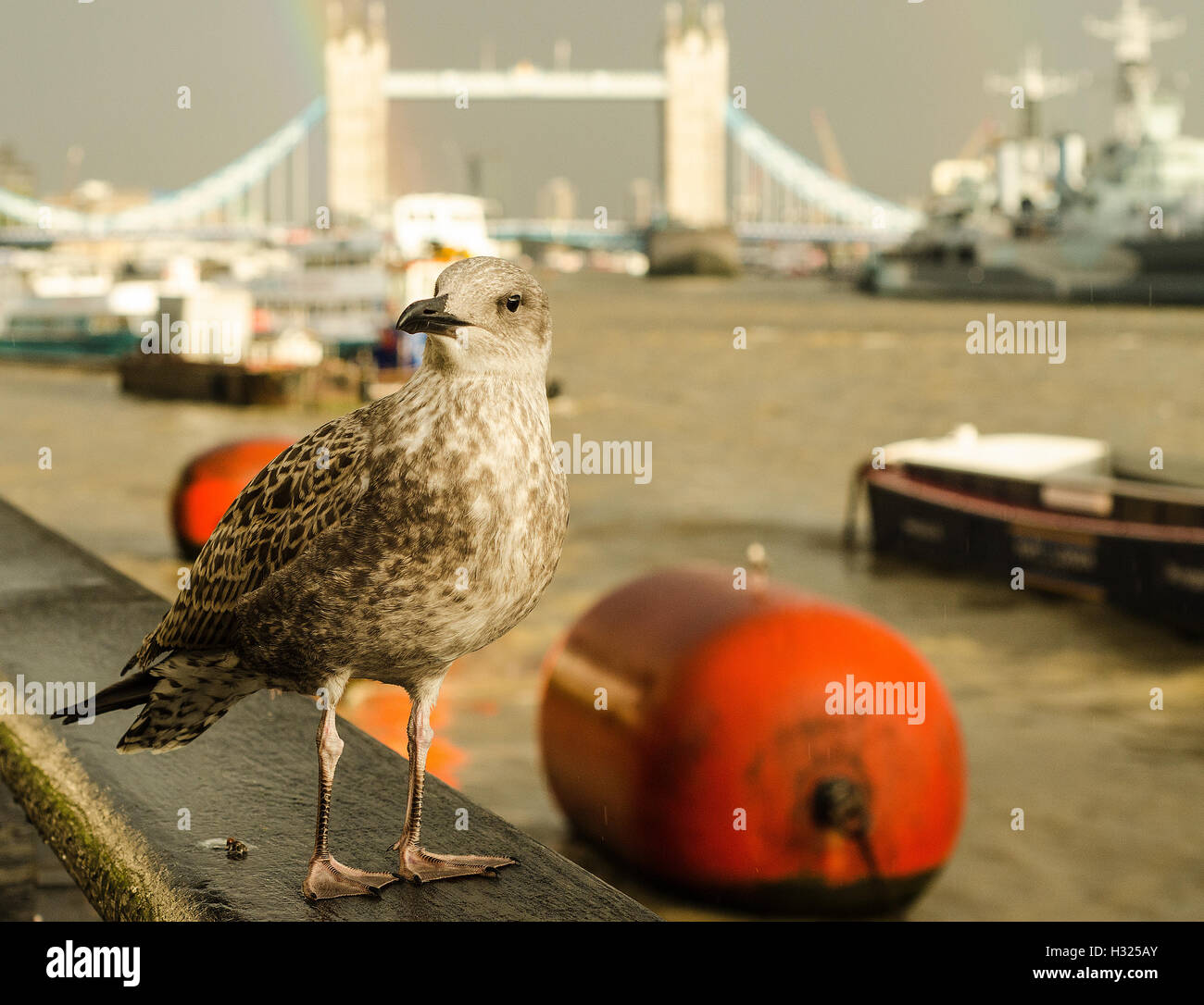 Seagull, Thames River, London Stock Photo Alamy
