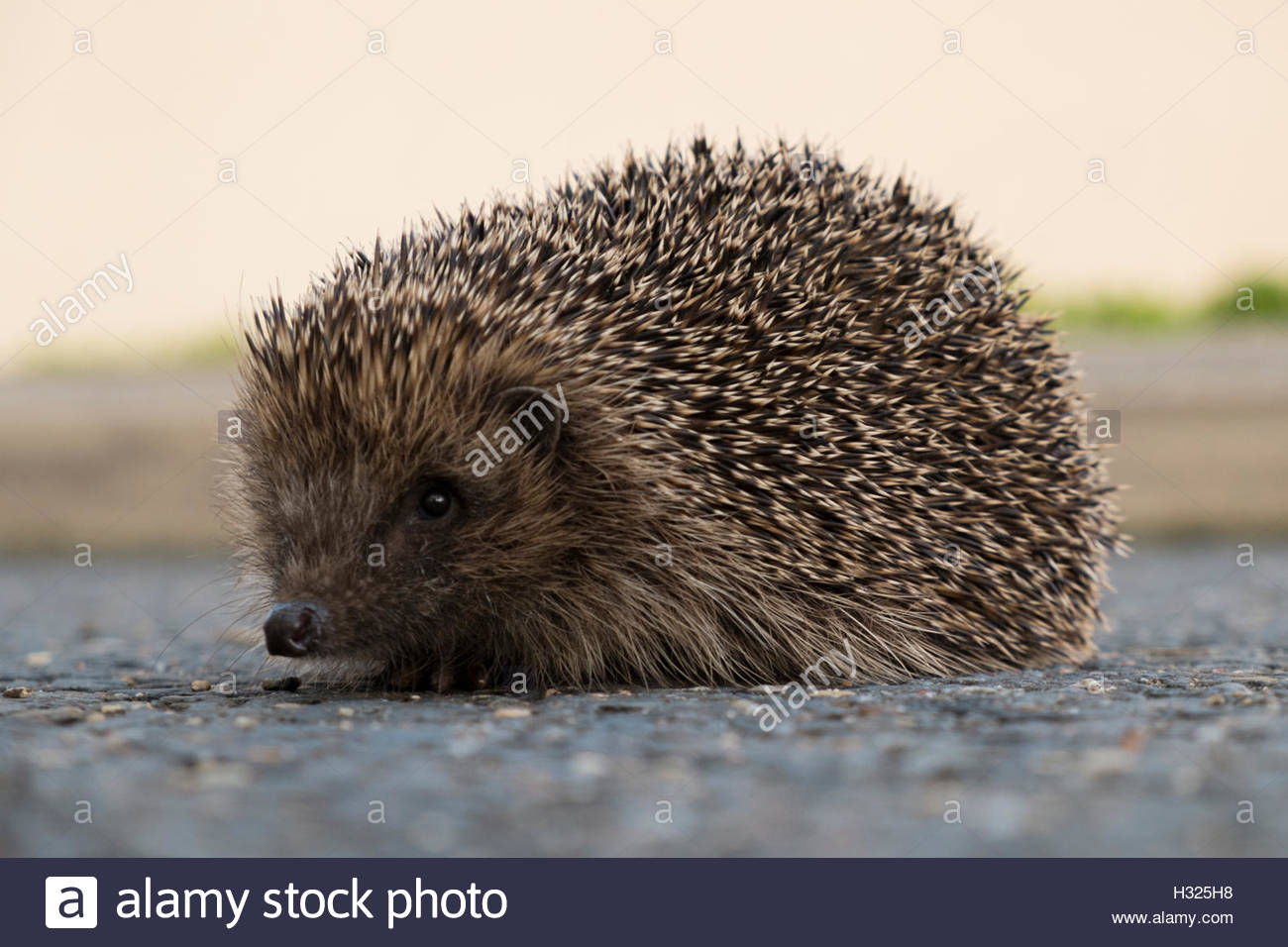Road Kill Hedgehog Stock Photos & Road Kill Hedgehog Stock Images Alamy