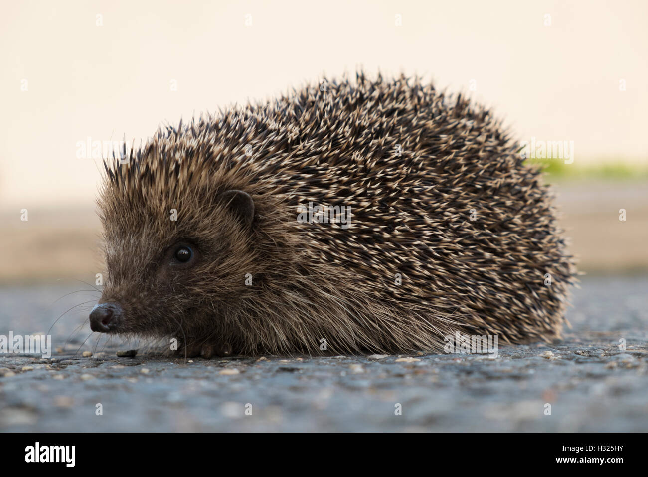A hedgehog on the road side Stock Photo Alamy