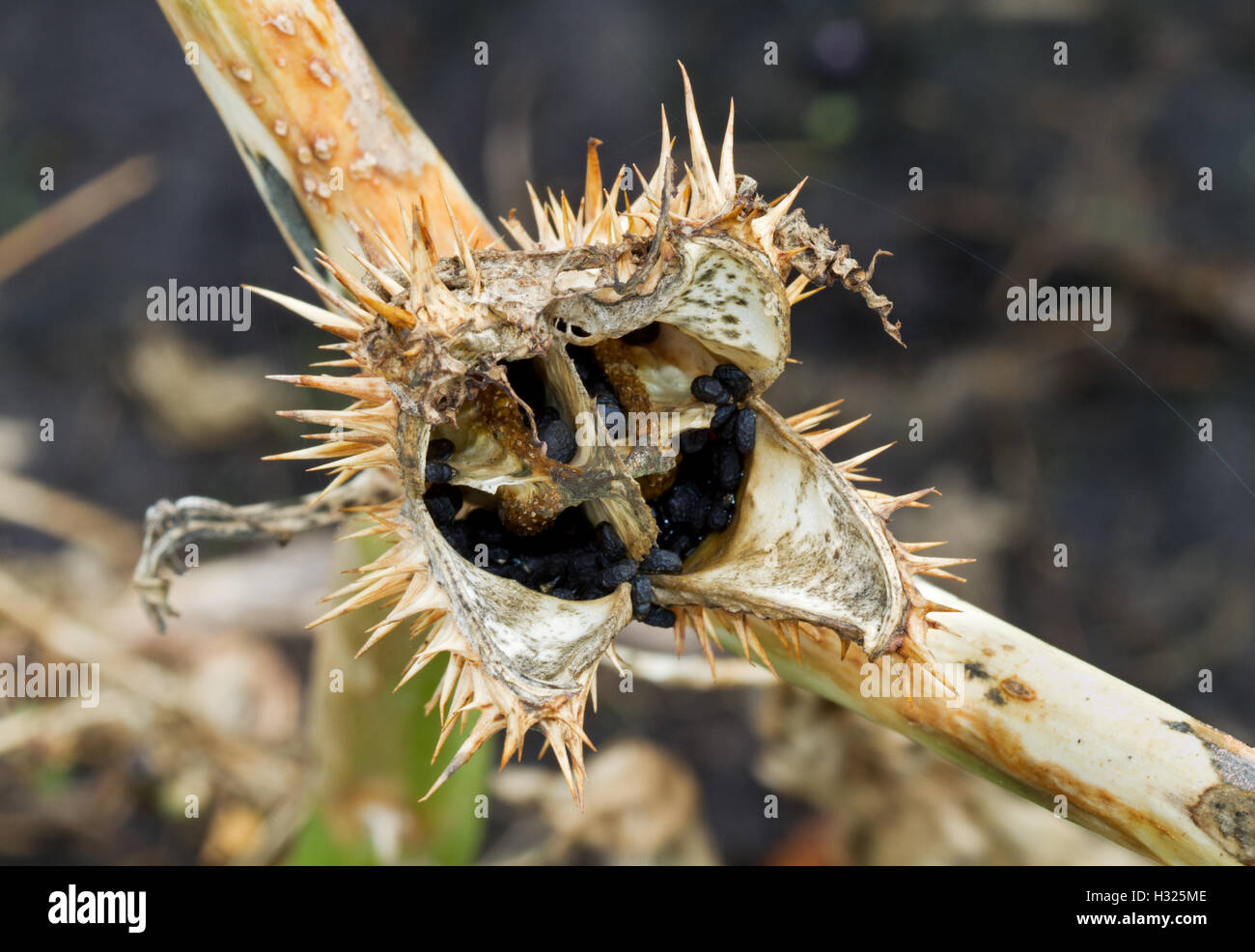 Seed capsule of Thornapple (Datura stramonium), also known as Jimson weed or Devil’s snare Stock Photo