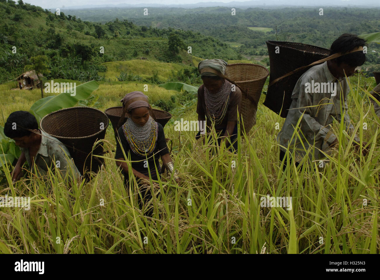 Bangladeshi indigenous farmers are busy harvesting jhum rice from the hills at Bandorban in Chittagong, Bangladesh. Stock Photo