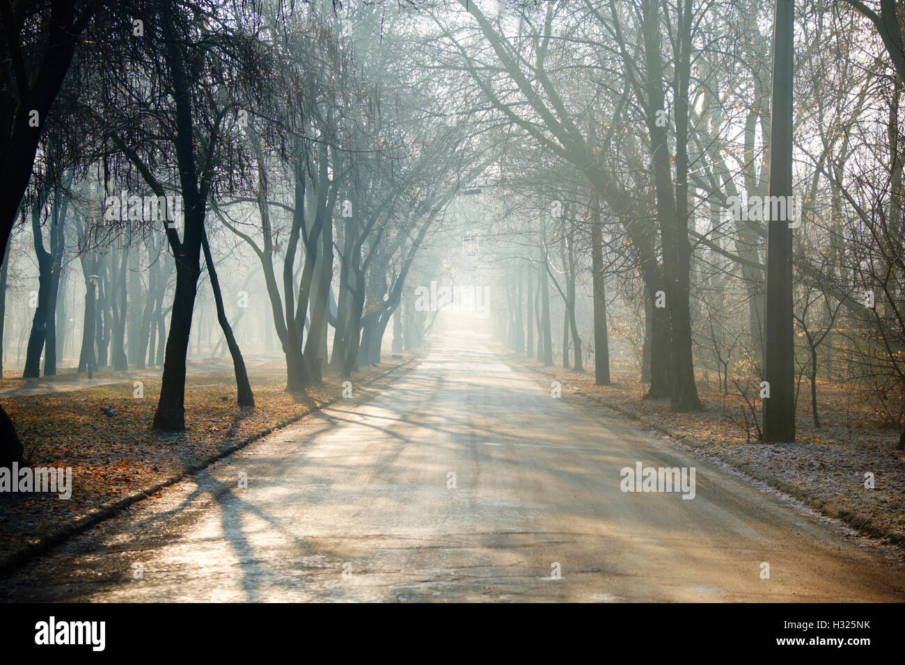 Road in foggy city park with arch of trees backlit with morning ...